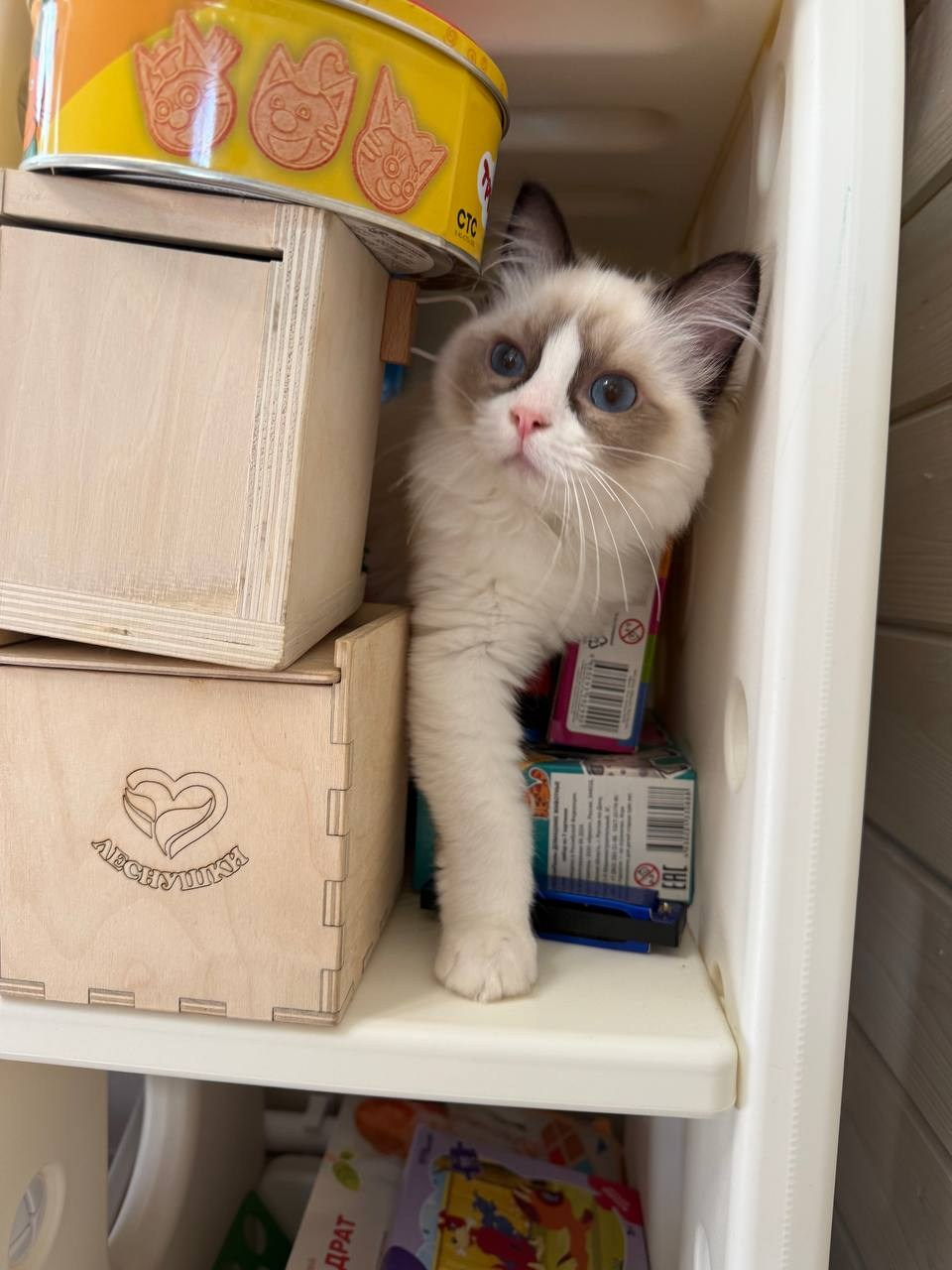 Выпускники Loyal Adore. Питомник рэгдолл Loyal Adore