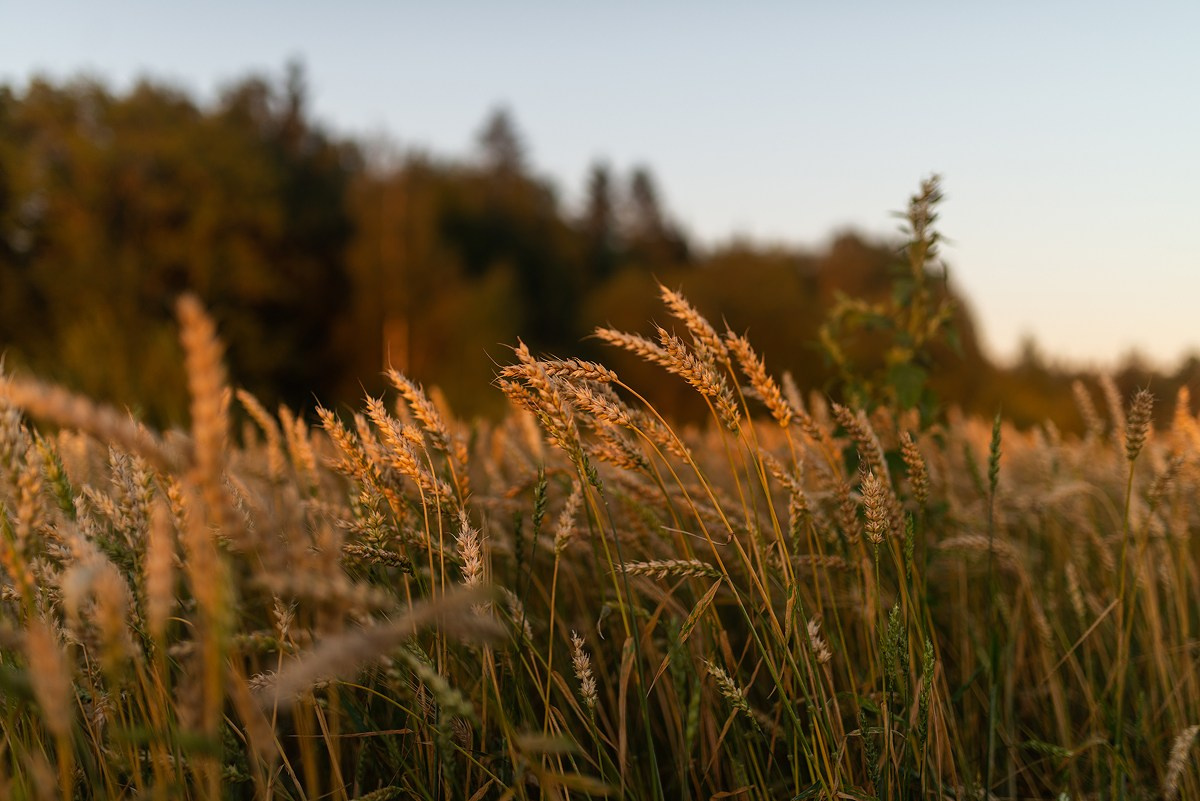 Поле, закат и наши улыбки. Фотограф Мария Ковкова