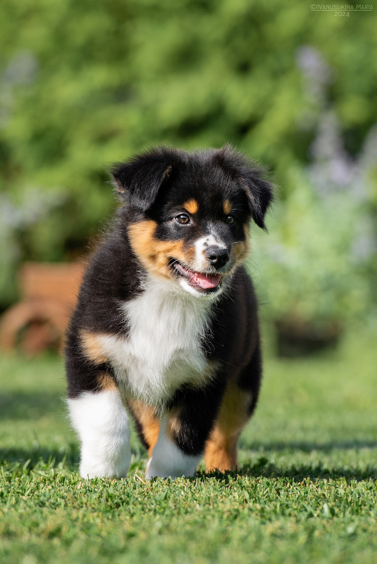 Фотосессия щенков на продажу. Фотограф собак в Москве и Московской области Иванушкина Мария