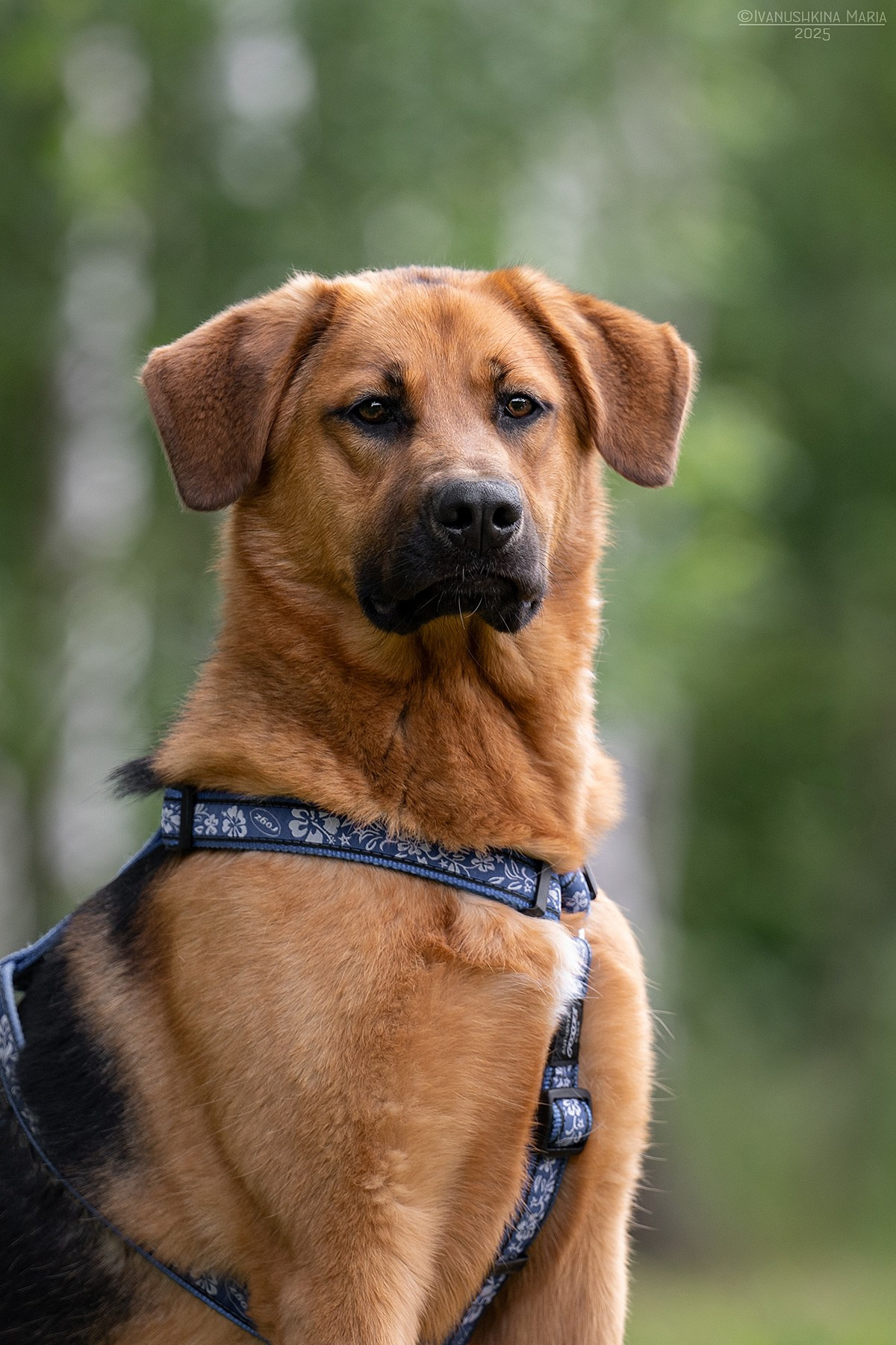 Пиарные фотосессии собак на пристройство. Фотограф собак в Москве и Московской области Иванушкина Мария