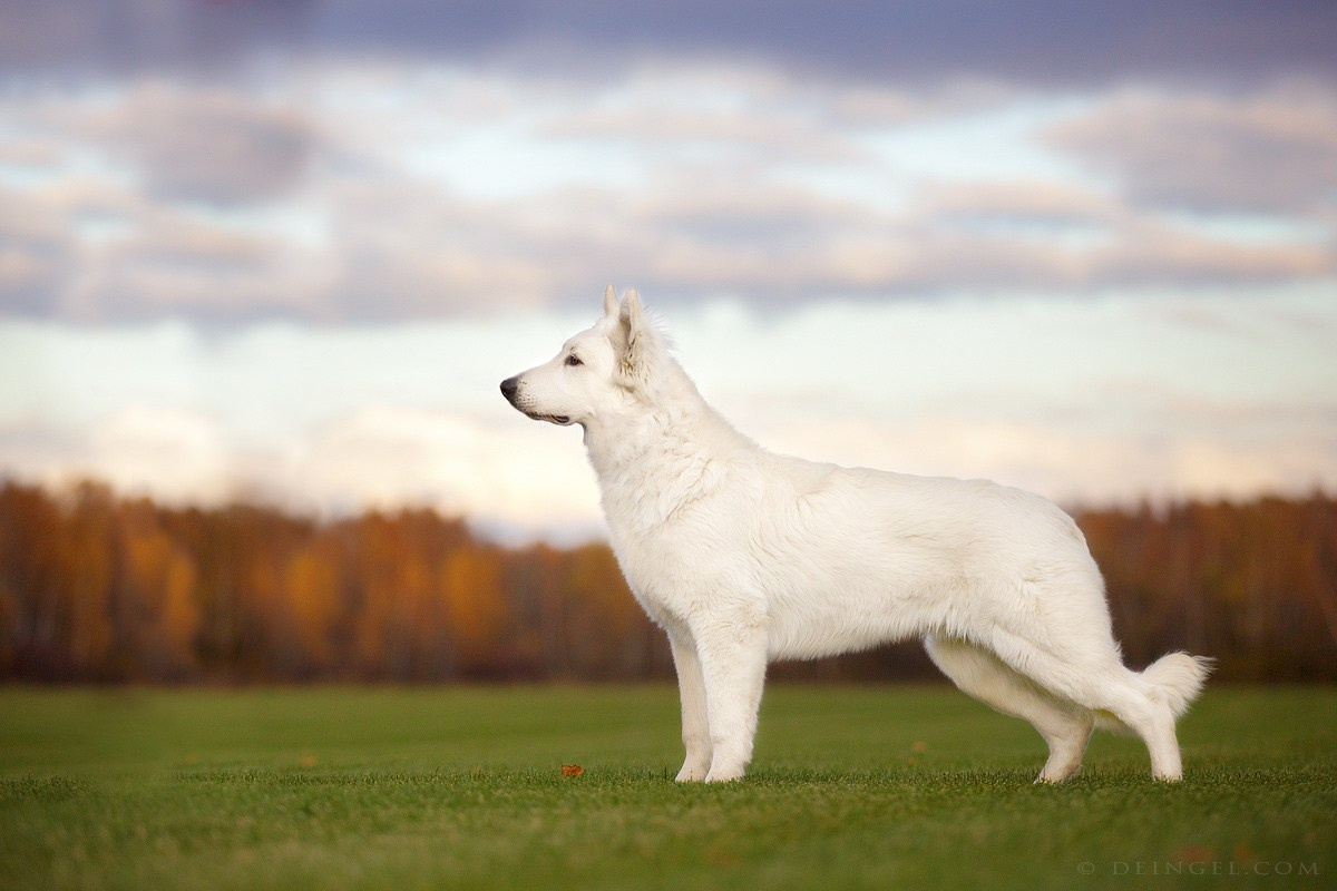 Съёмки собак на природе. Фотограф-анималист Natalia Deingel | Фотосъемка собак в Москве
