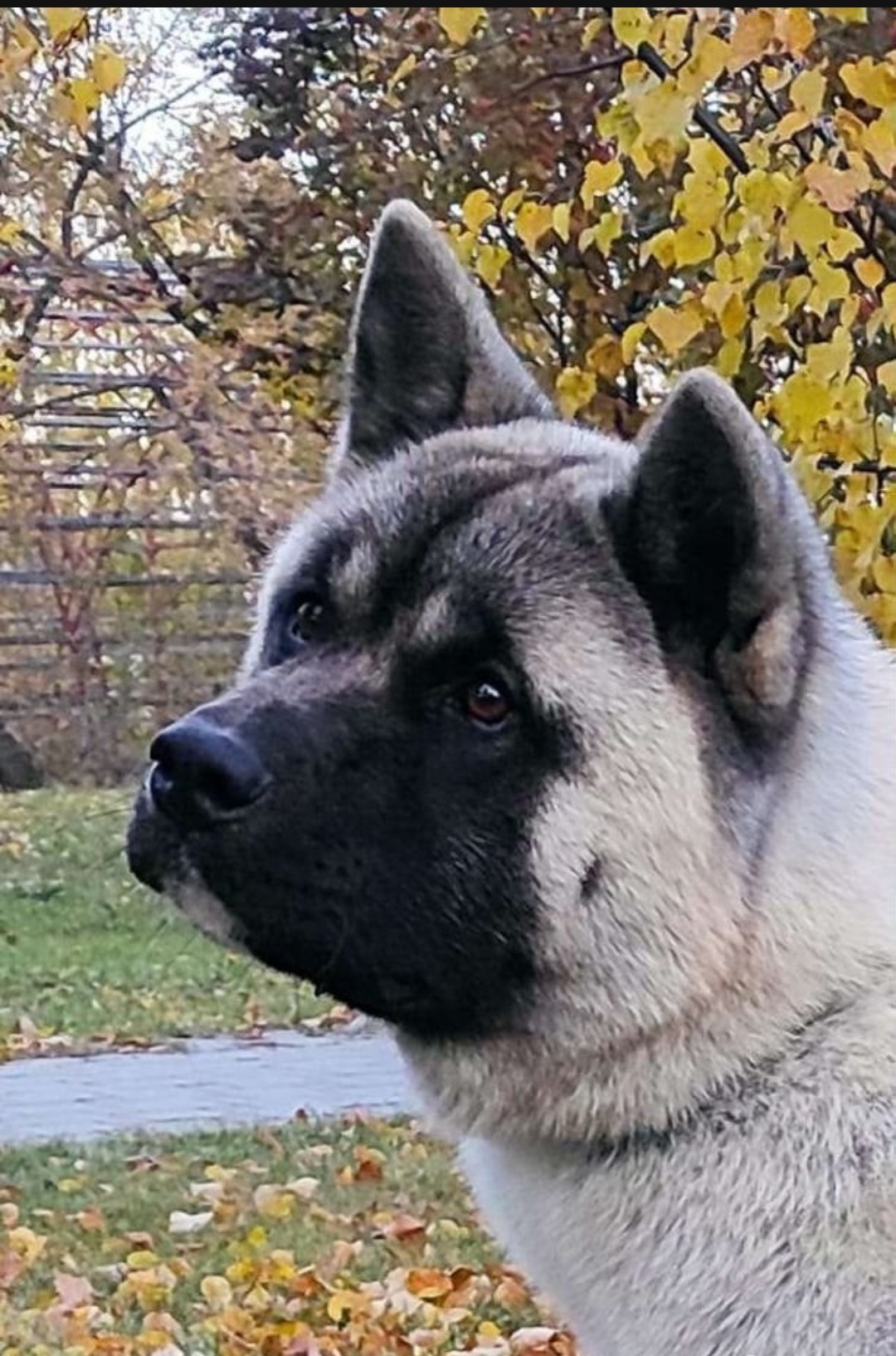 Вольф * Dilinze's Hause Orion  Wolf кобель Акита Рубилайт Rubylight питомник вязка американская акита