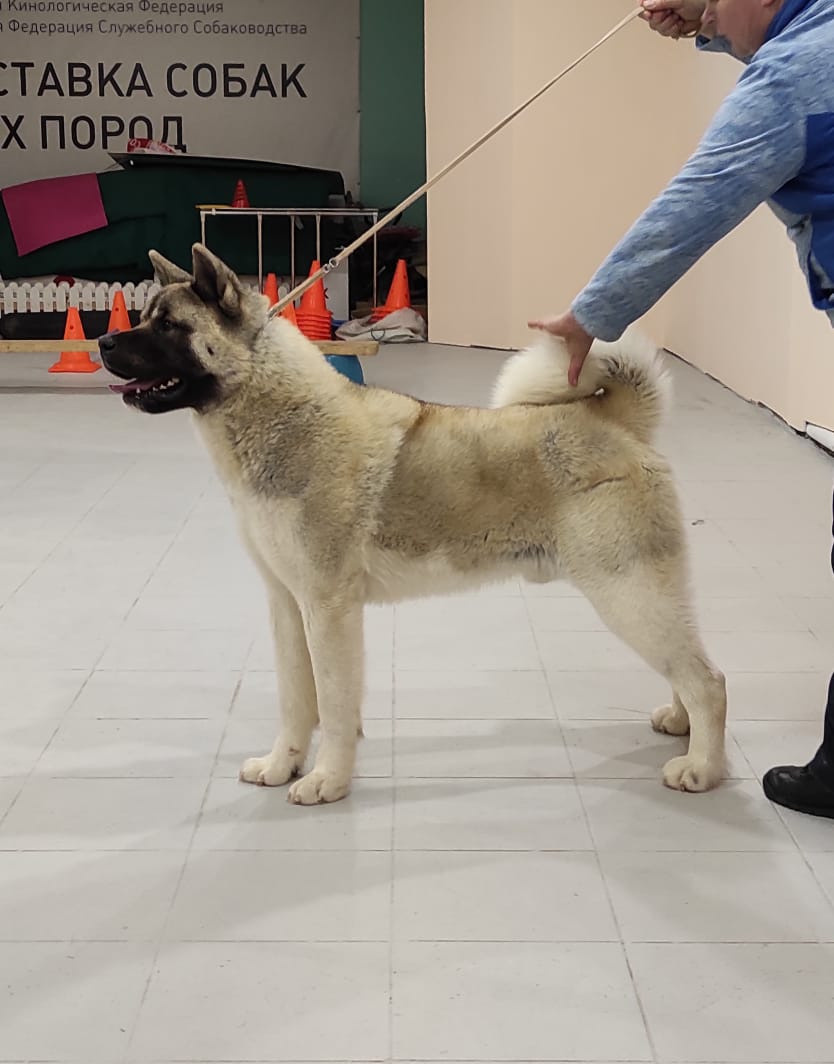 Вольф * Dilinze's Hause Orion  Wolf кобель Акита Рубилайт Rubylight питомник вязка американская акита