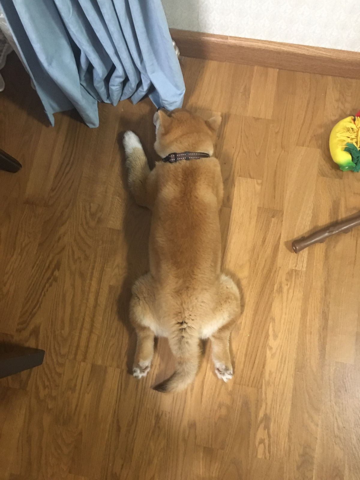 Сиба питомник RUBYLIGHT. Американская акита I Сиба ину I Питомник RUBYLIGHT