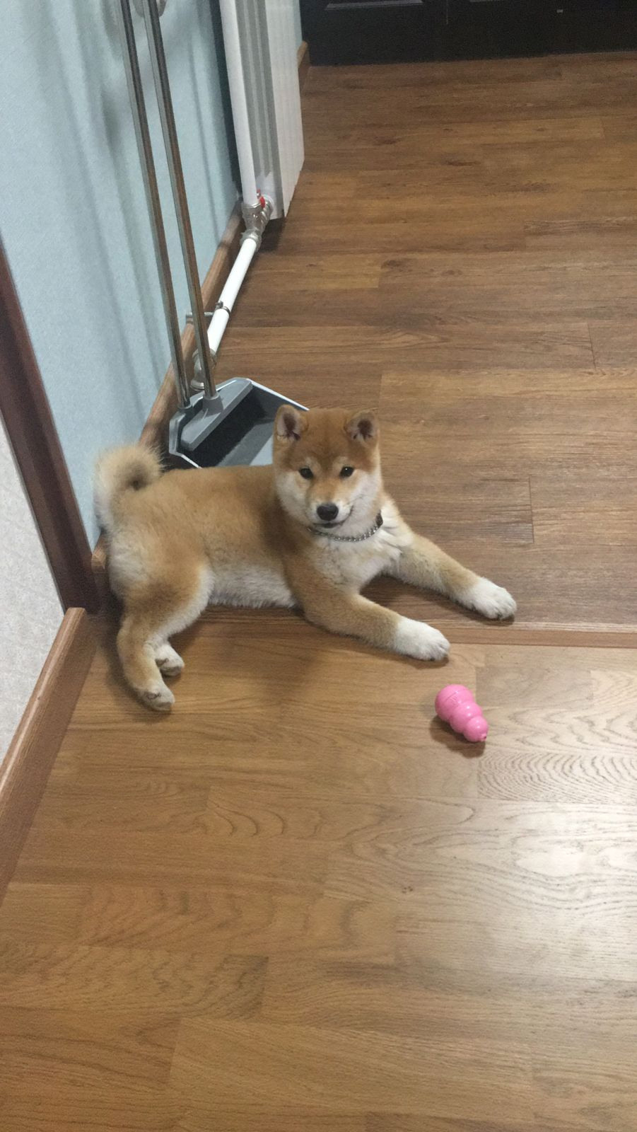 Сиба питомник RUBYLIGHT. Американская акита I Сиба ину I Питомник RUBYLIGHT