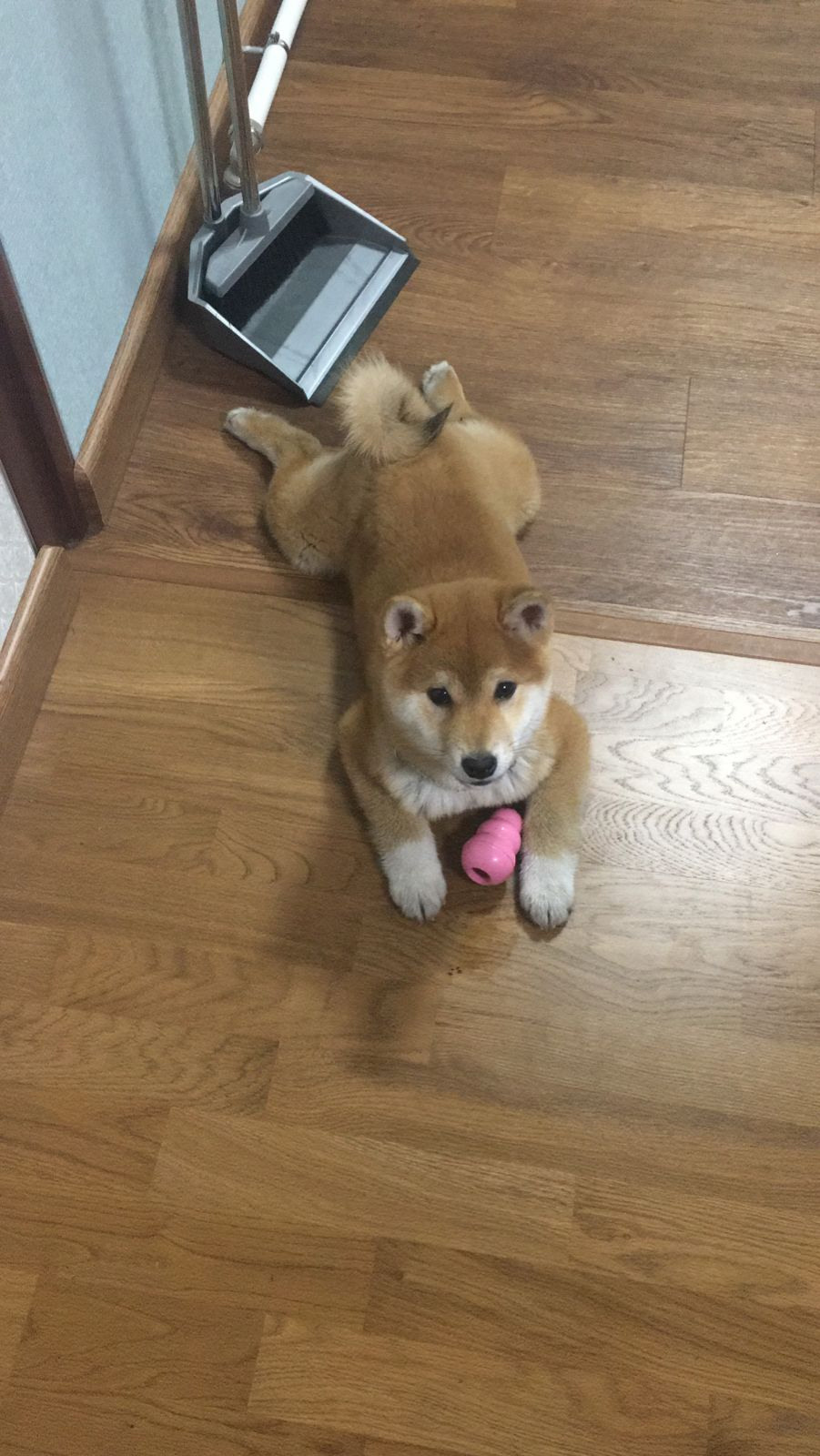 Сиба питомник RUBYLIGHT. Американская акита I Сиба ину I Питомник RUBYLIGHT