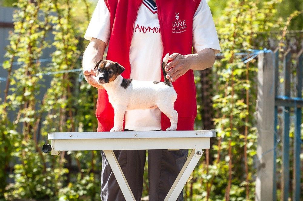 Девочка3галерея. CANE MAESTRO — kennel Jack Russell Terrier