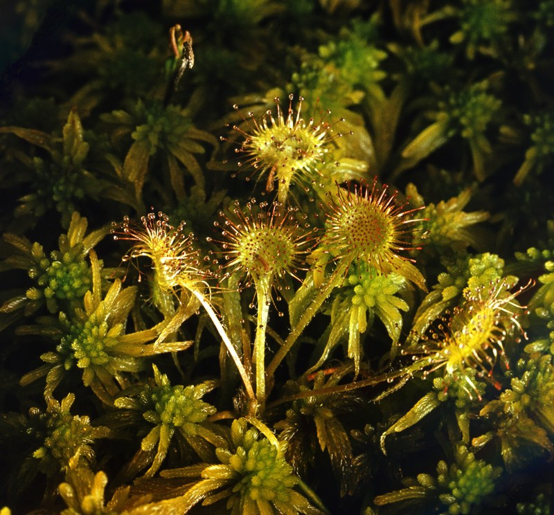 Русский север. ВАДИМ ГИППЕНРЕЙТЕР — ВЕЛИКИЙ ФОТОГРАФ ЗЕМЛИ РУССКОЙ