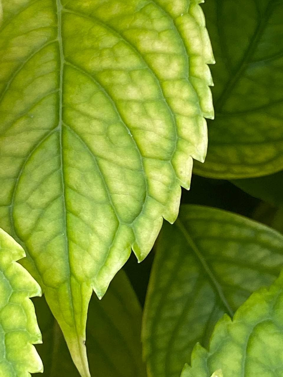 Распродажа курса: «Мобильная фотография». Алла Шевченко — продюсер — наставник