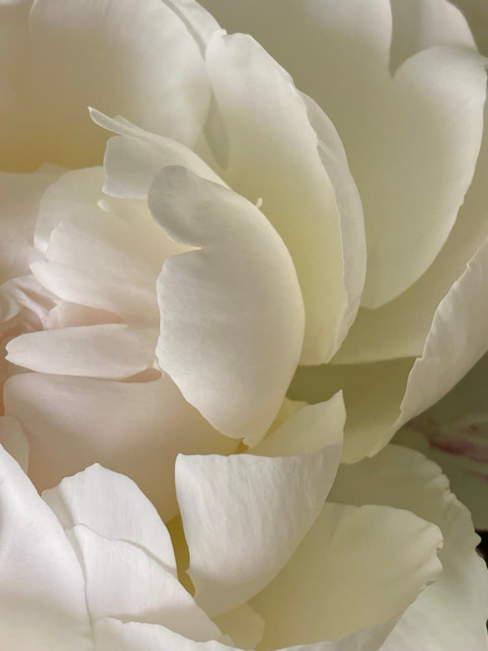 Распродажа курса: «Мобильная фотография». Алла Шевченко — продюсер — наставник