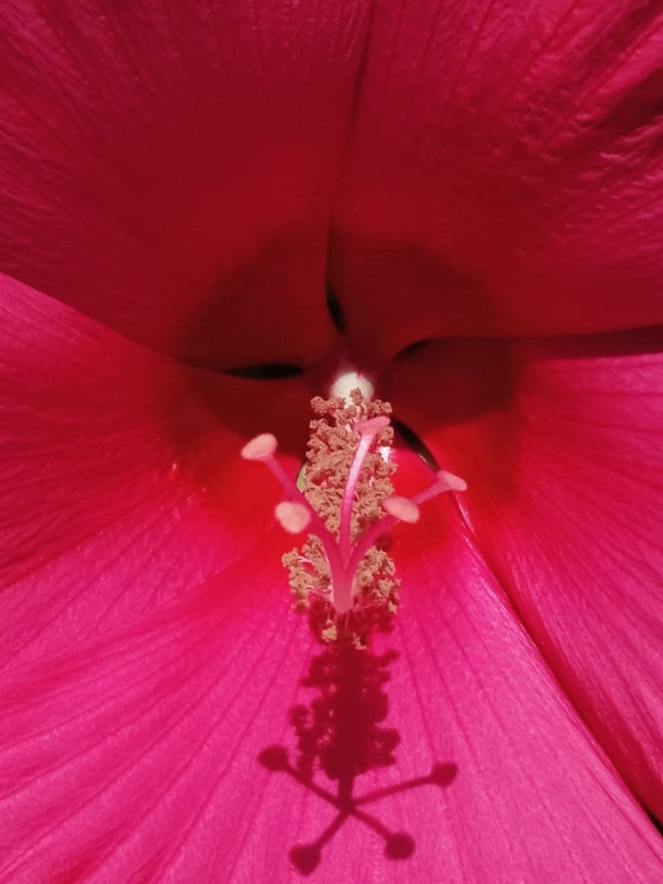 Распродажа курса: «Мобильная фотография». Алла Шевченко — продюсер — наставник