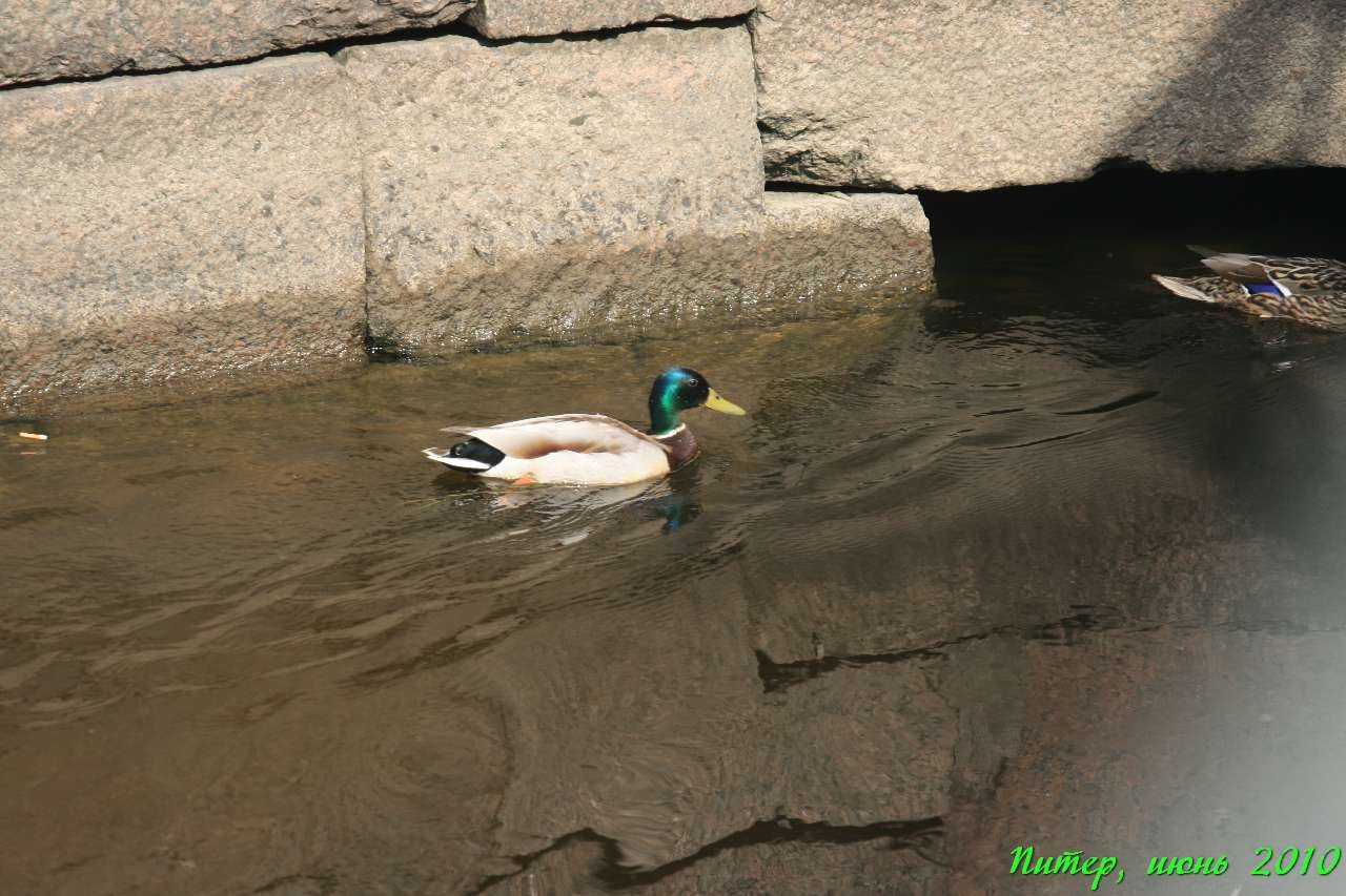 Питер 2010 г. Улица, люди, жизнь…