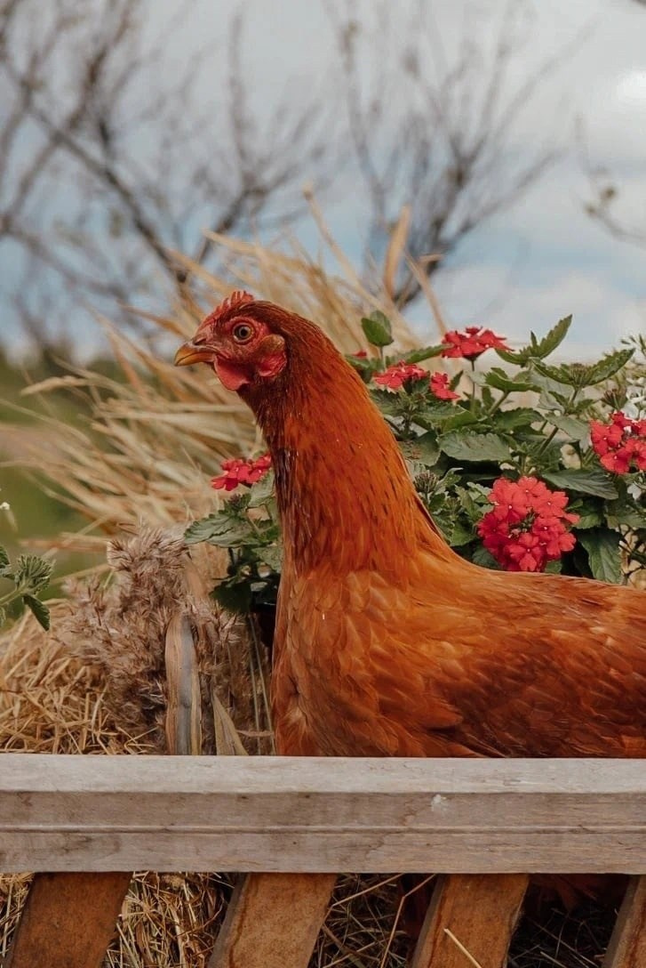 Фотопроект «Птичий Двор». КрисTina Олейник — твой фотограф Санкт-Петербург/Москва/Омск