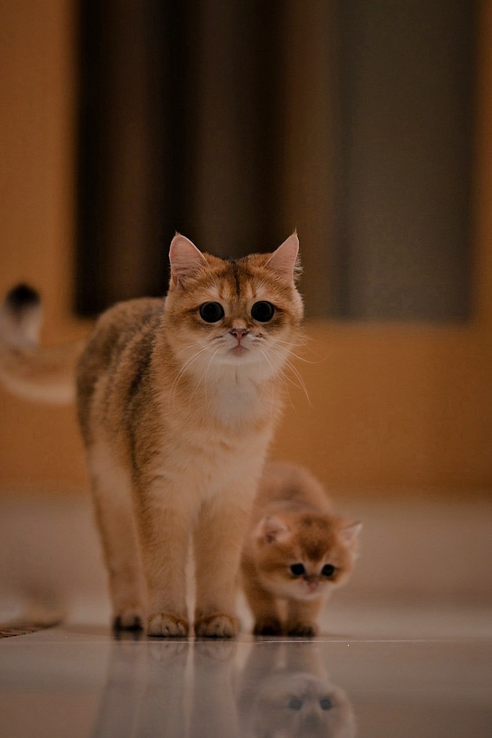 Зевс. Фотограф Ваших событий 📸