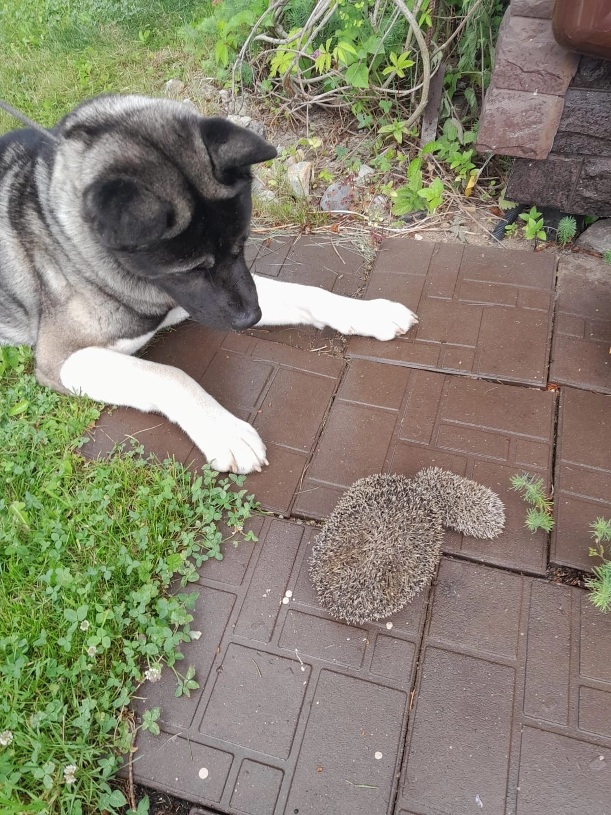 RUBYLIGHT Kamillus. AMERICAN AKITA RUBYLIGHT KENNEL I SHIBA-INU