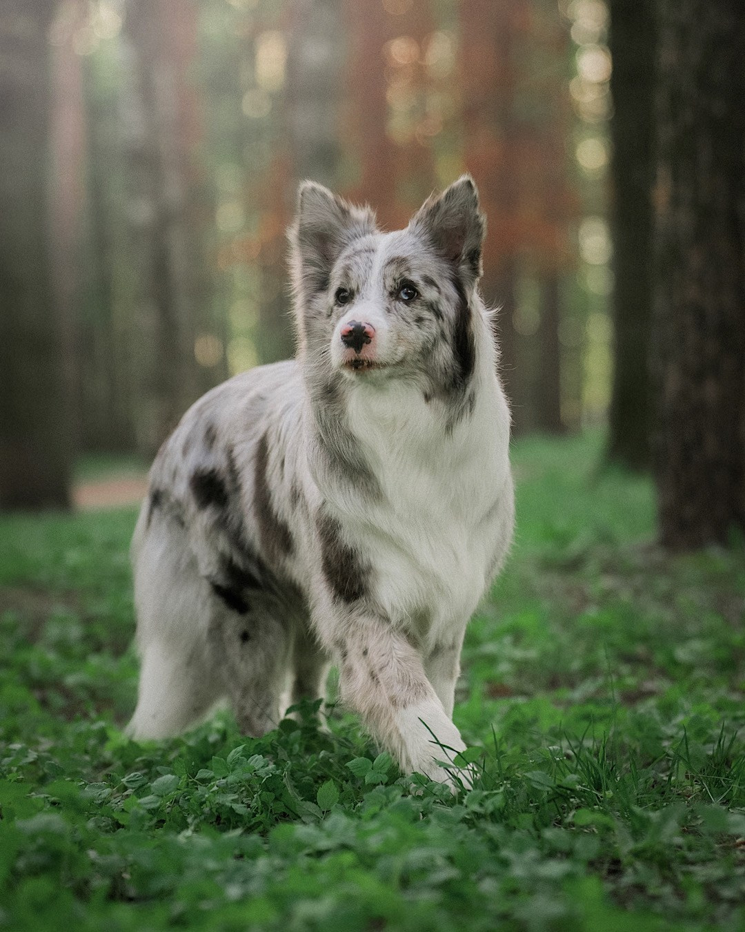 Света, Катрин, Умка. Фотограф анималист в Москве и Санкт-Петербурге Свиридова Анна
