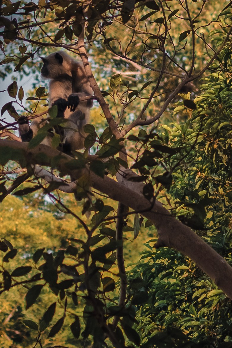 Devraha baba ji ashram life 2025. Mariam Bagdasaryan