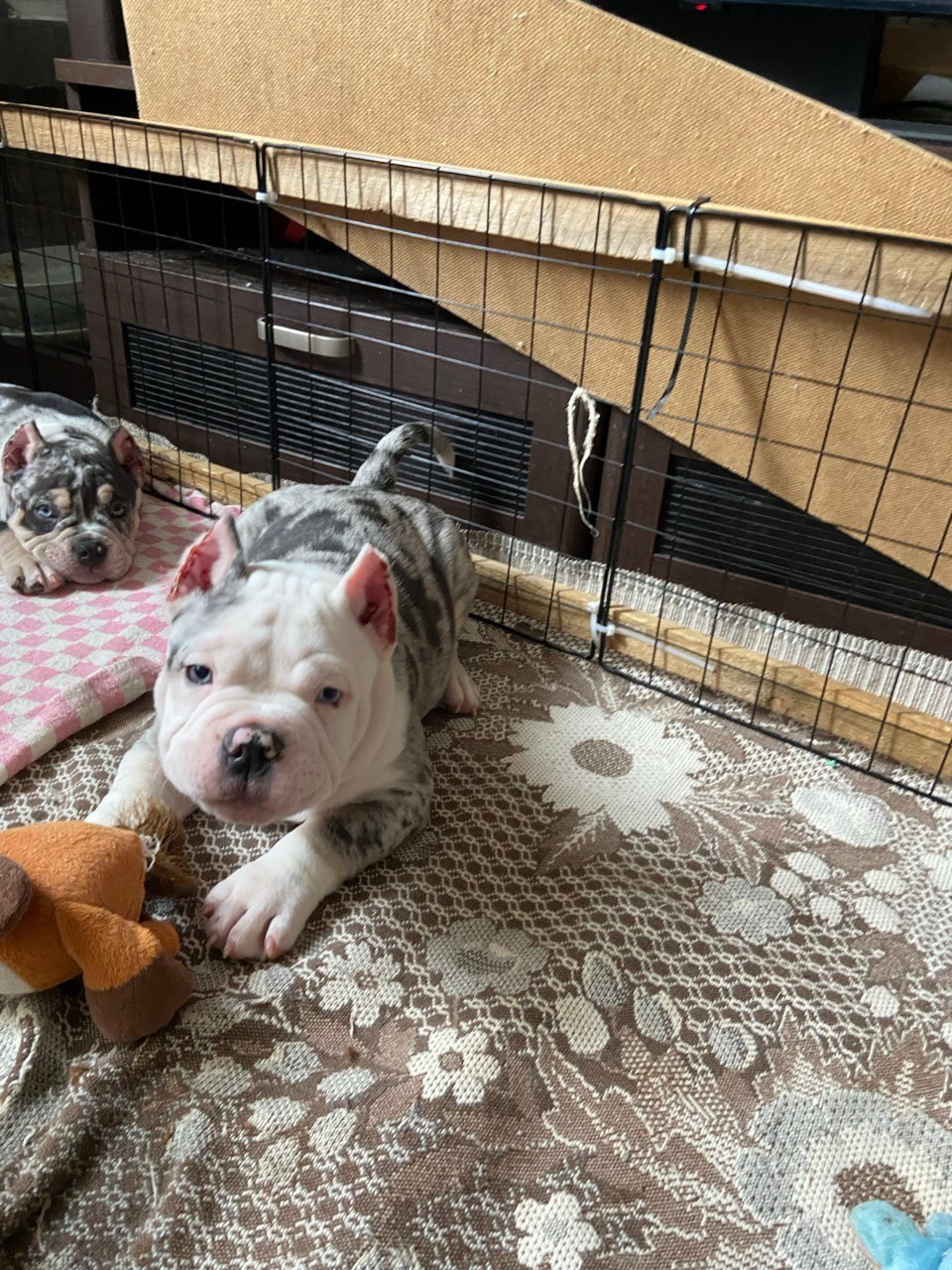 Свободные щенки Американский Булли, в типах покет, классик, стандарт. Американский Булли в г. Ростов-на-Дону. Питомник THE POWER OF SIBERIA