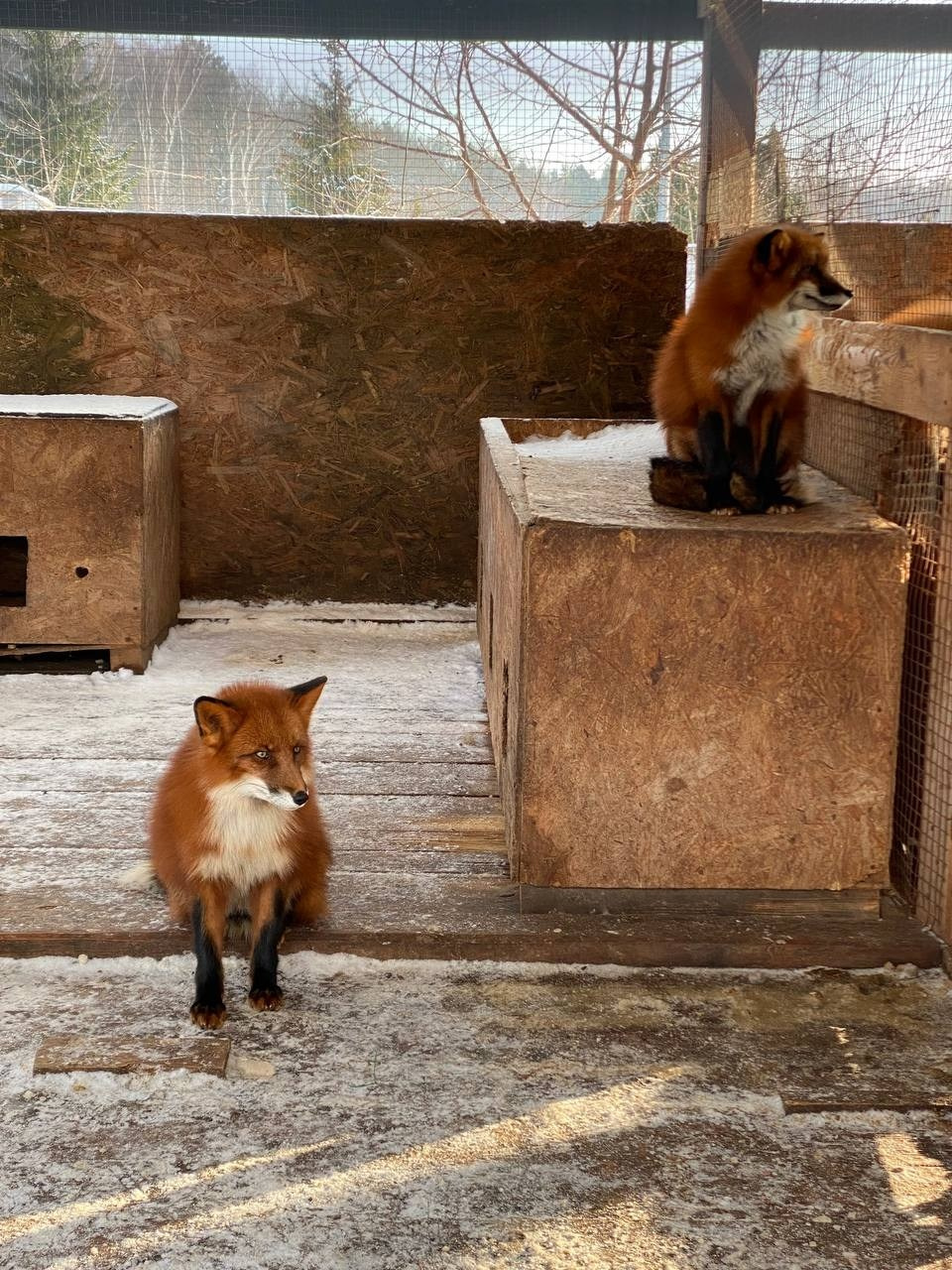 В гости к северным оленям | 02.12.2023. Галерея Фантим