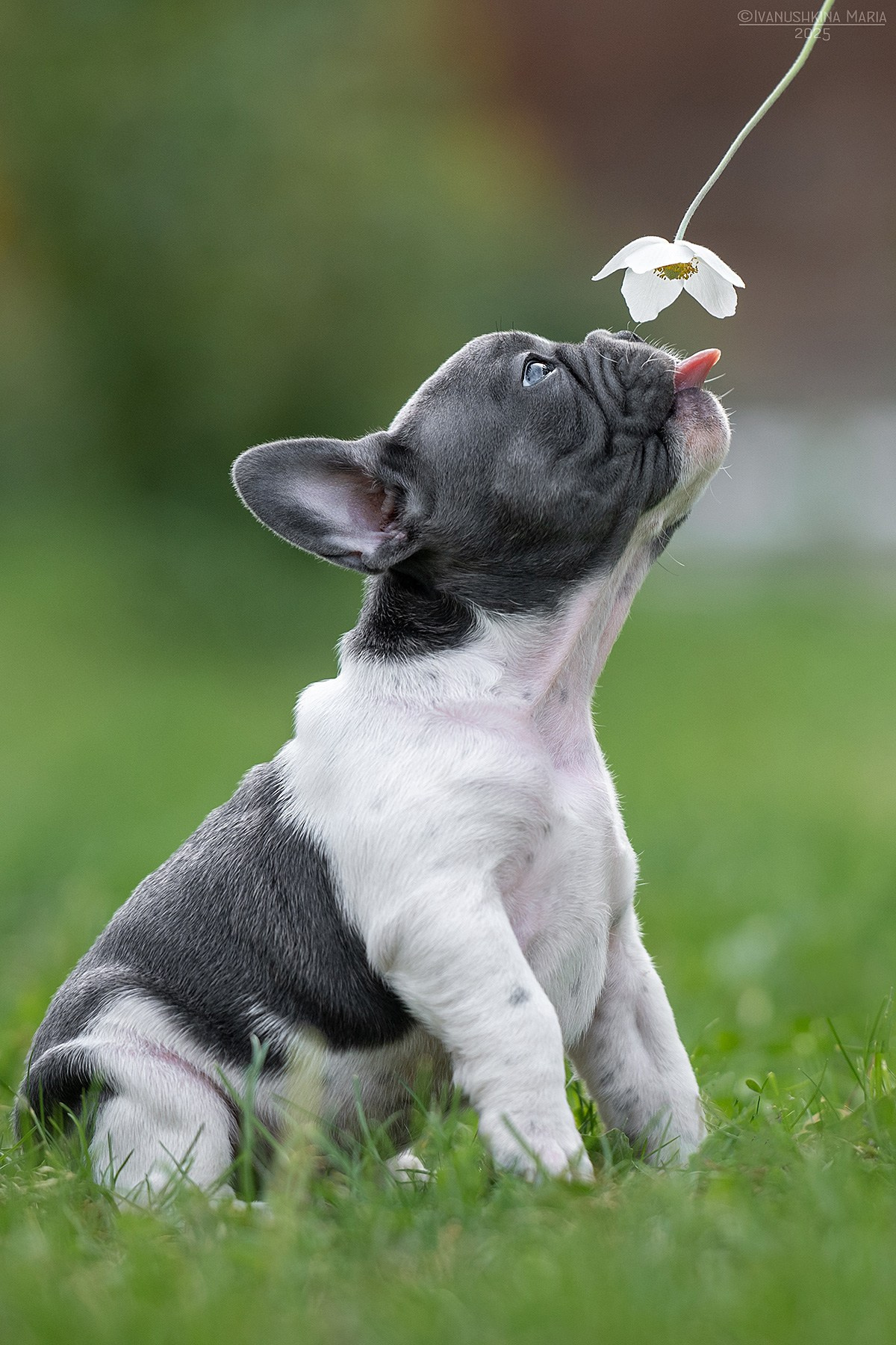 Фотосессия щенков на продажу. Фотограф собак в Москве и Московской области Иванушкина Мария