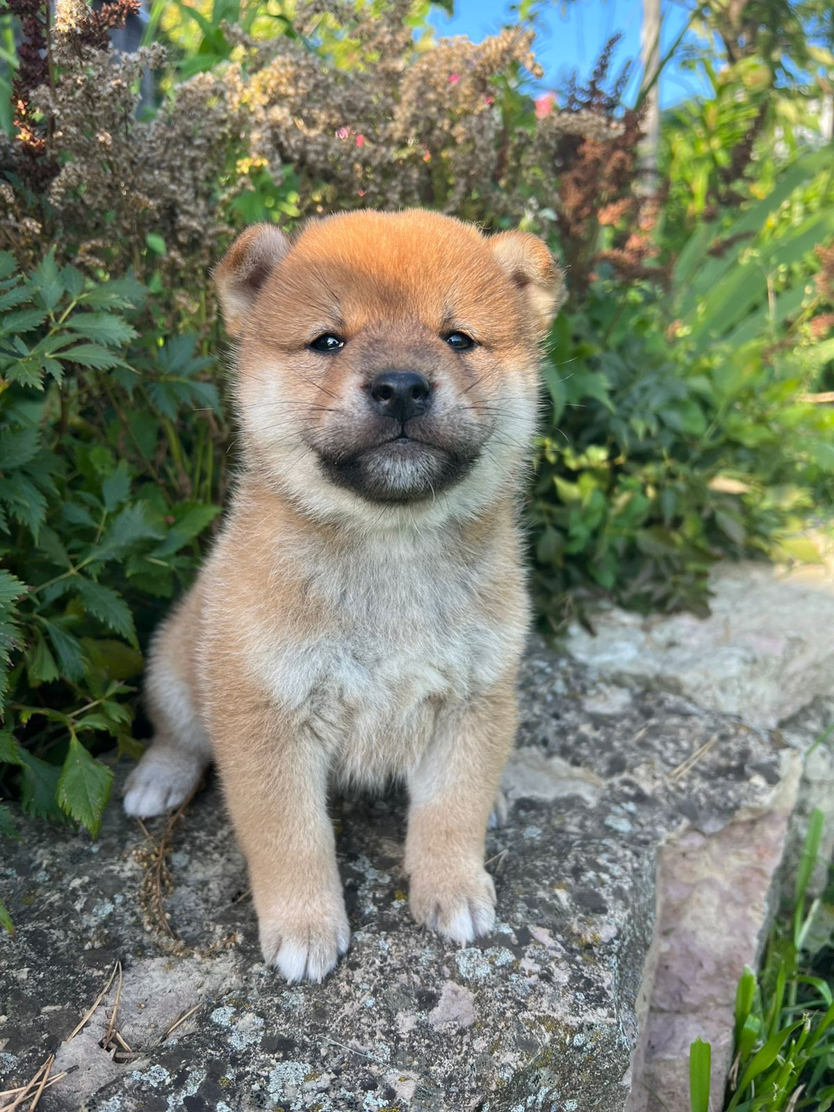 сиба питомник Рубилайт щенки на продажу rubylight  сиба щенки купить СПб Санкт-Петербург 