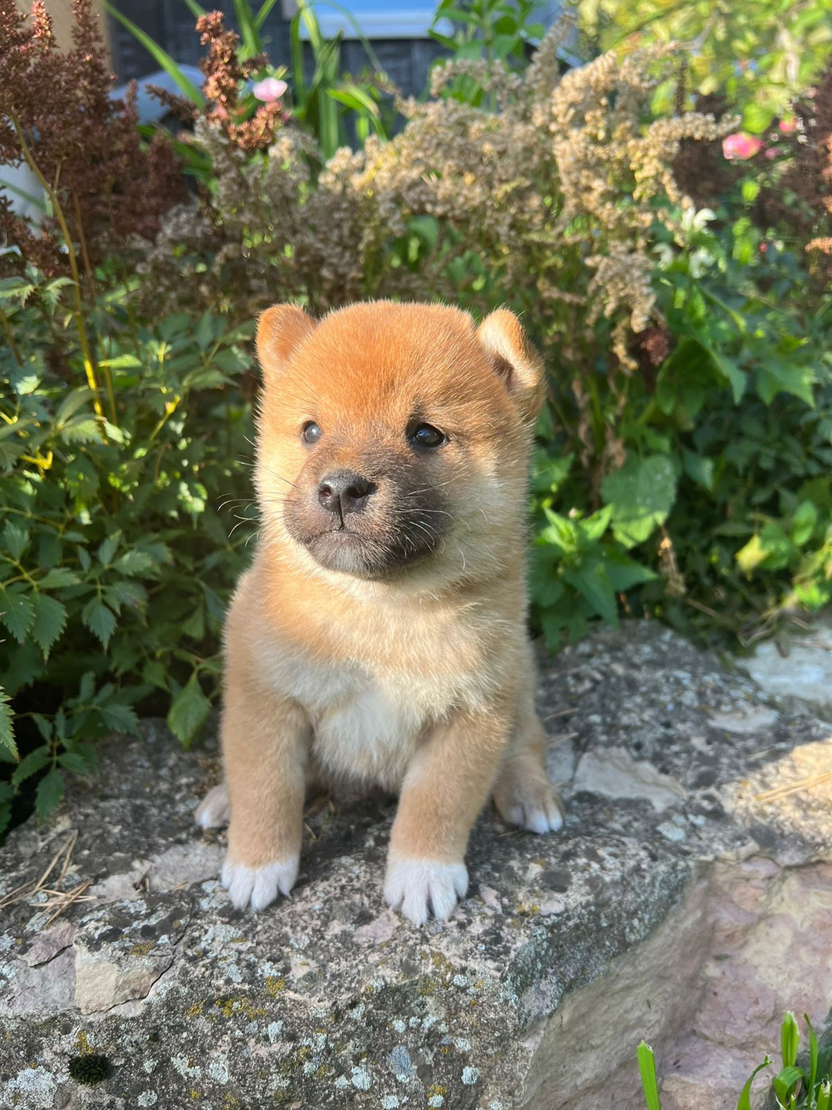 Сиба Rubylight Zack питомник Рубилайт 