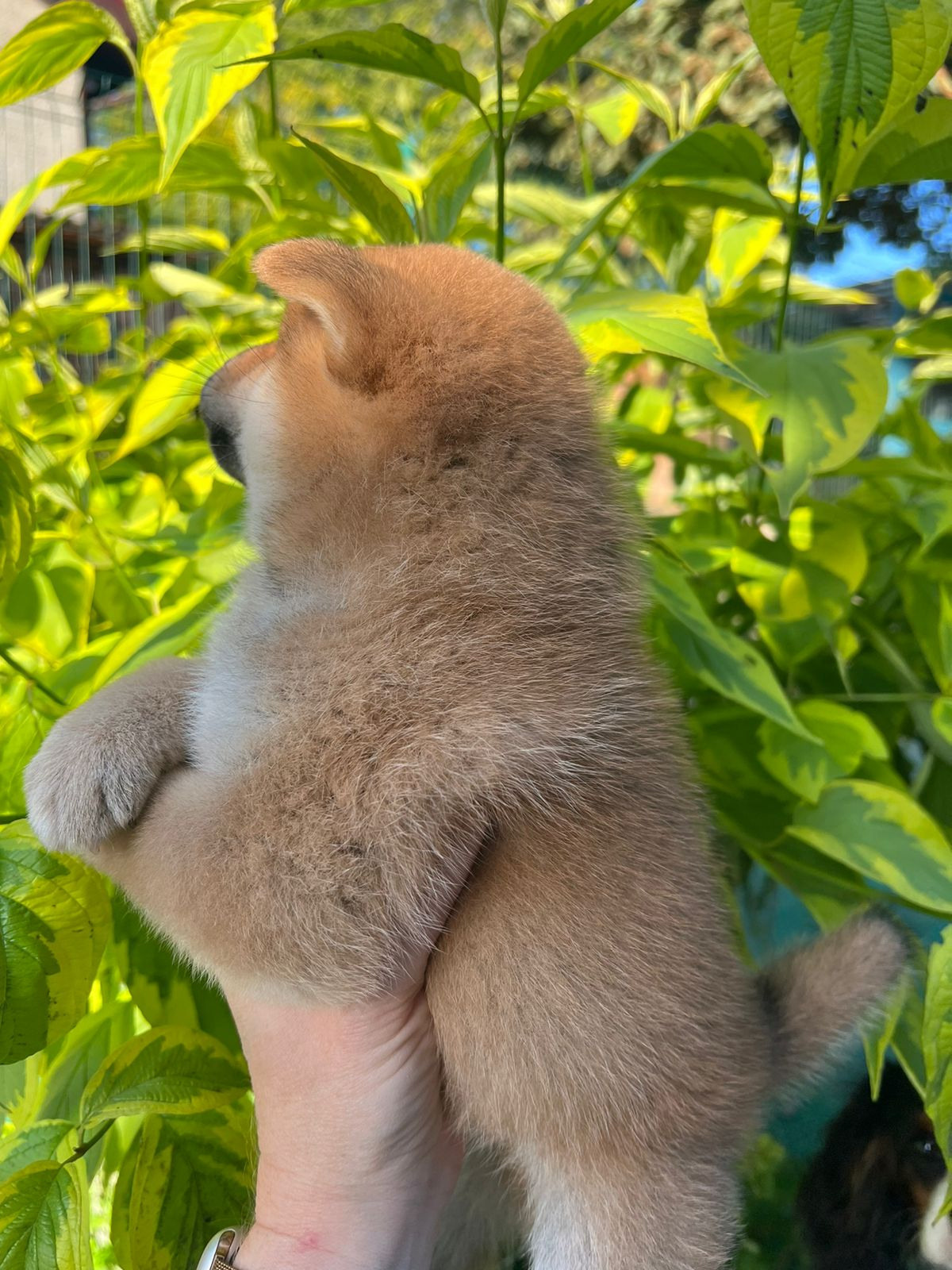 сиба питомник Рубилайт щенки на продажу rubylight  сиба щенки купить СПб Санкт-Петербург 