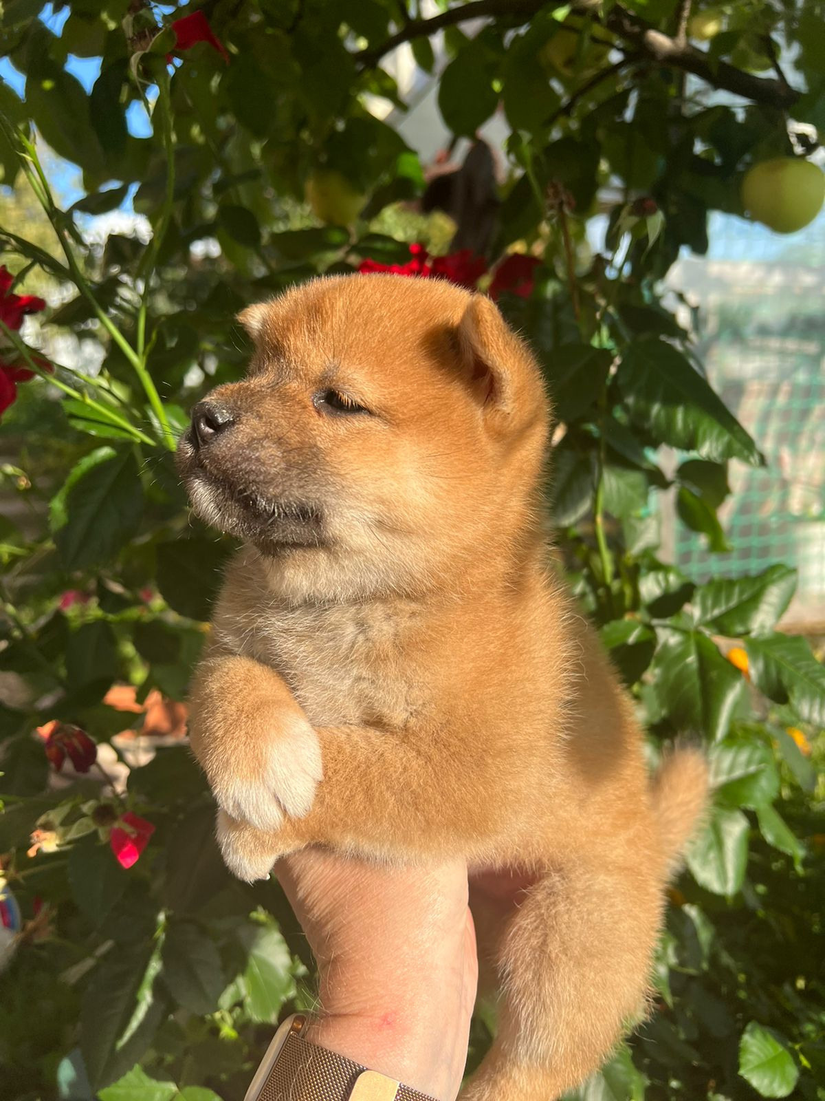 Сиба Rubylight Zack питомник Рубилайт 