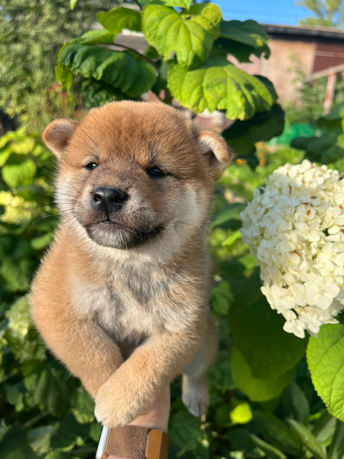 сиба питомник Рубилайт щенки на продажу rubylight  сиба щенки купить СПб Санкт-Петербург 