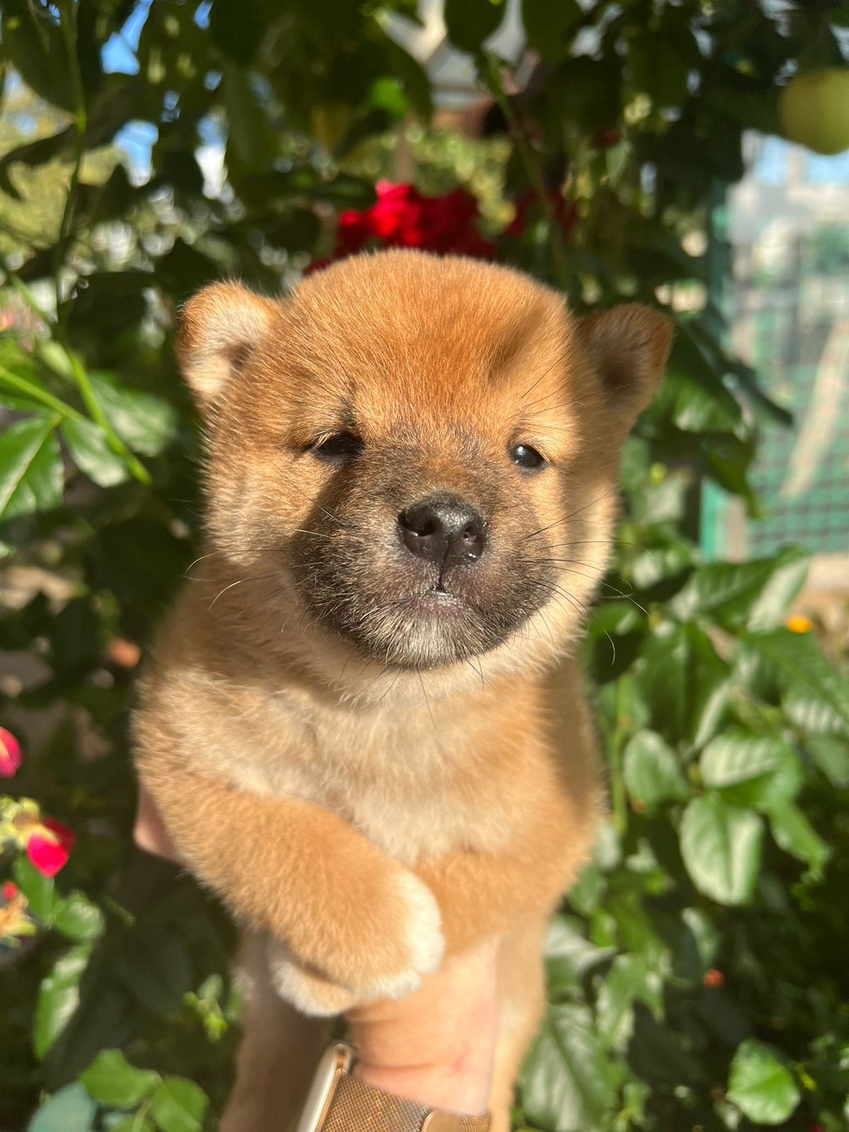 Сиба Rubylight Zack питомник Рубилайт 