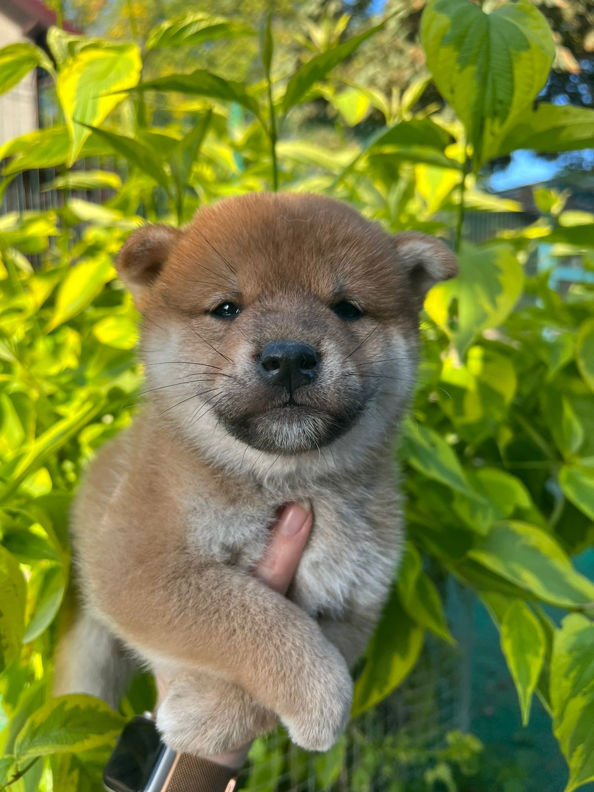 сиба питомник Рубилайт щенки на продажу rubylight  сиба щенки купить СПб Санкт-Петербург 