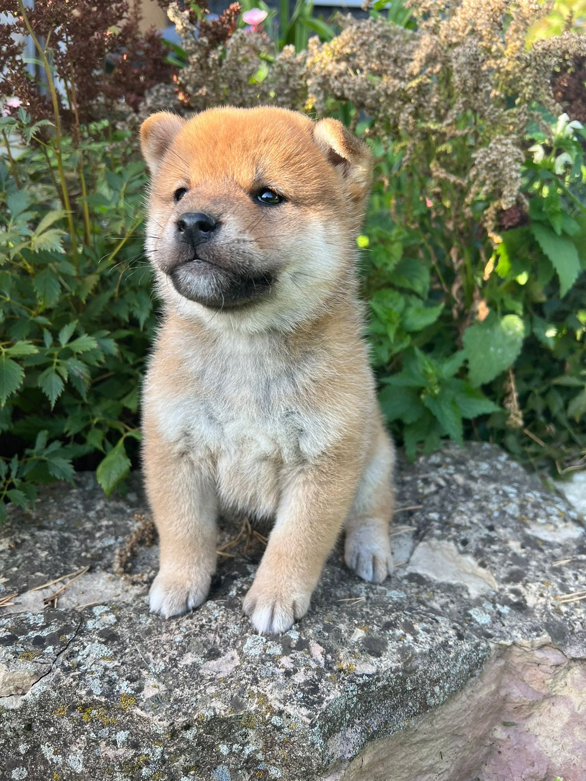 сиба питомник Рубилайт щенки на продажу rubylight  сиба щенки купить СПб Санкт-Петербург 