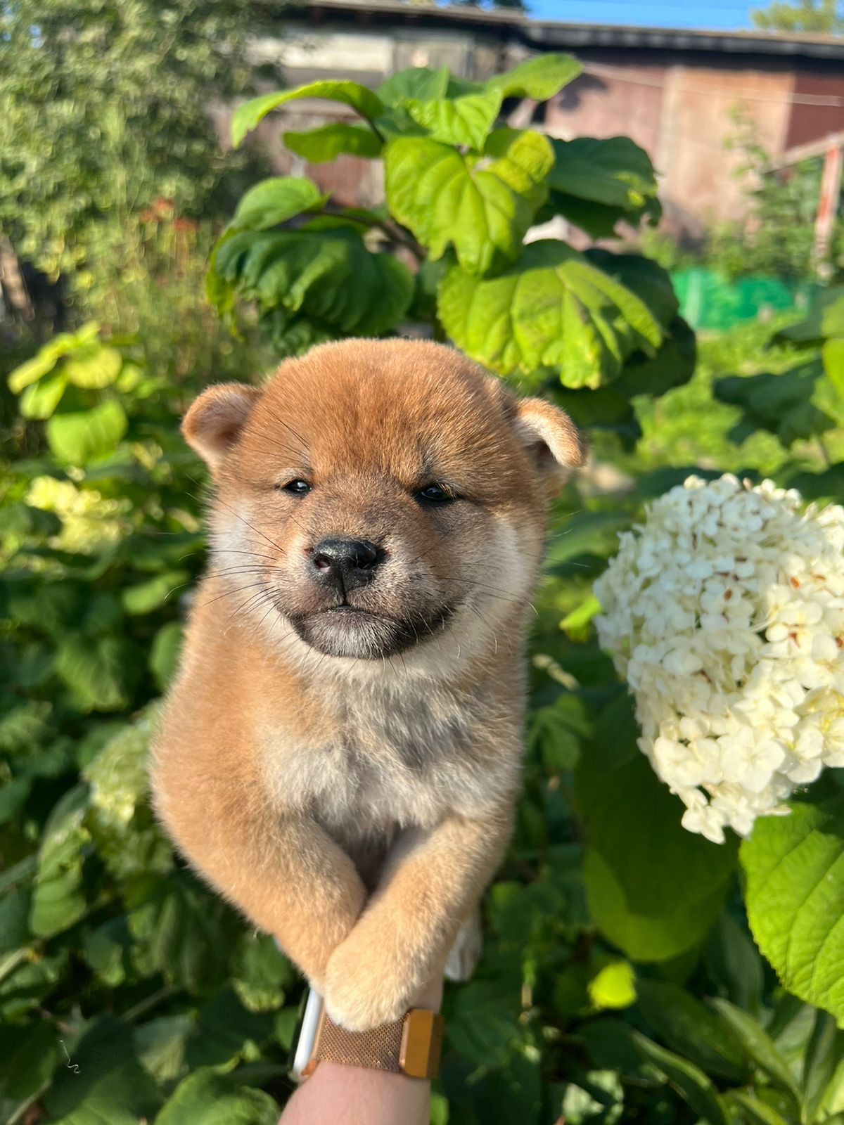 сиба питомник Рубилайт щенки на продажу rubylight  сиба щенки купить СПб Санкт-Петербург 