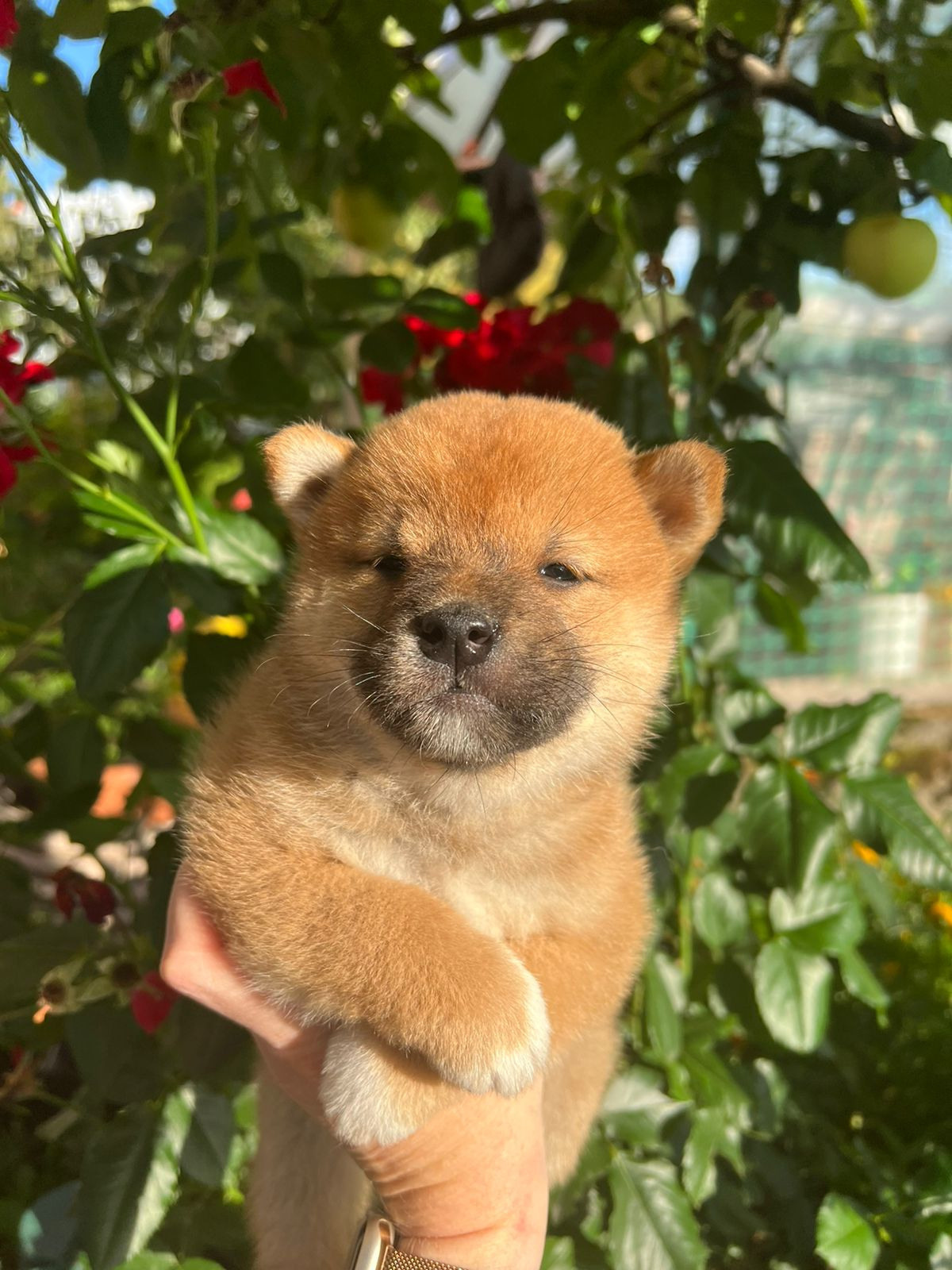 Сиба Rubylight Zack питомник Рубилайт 