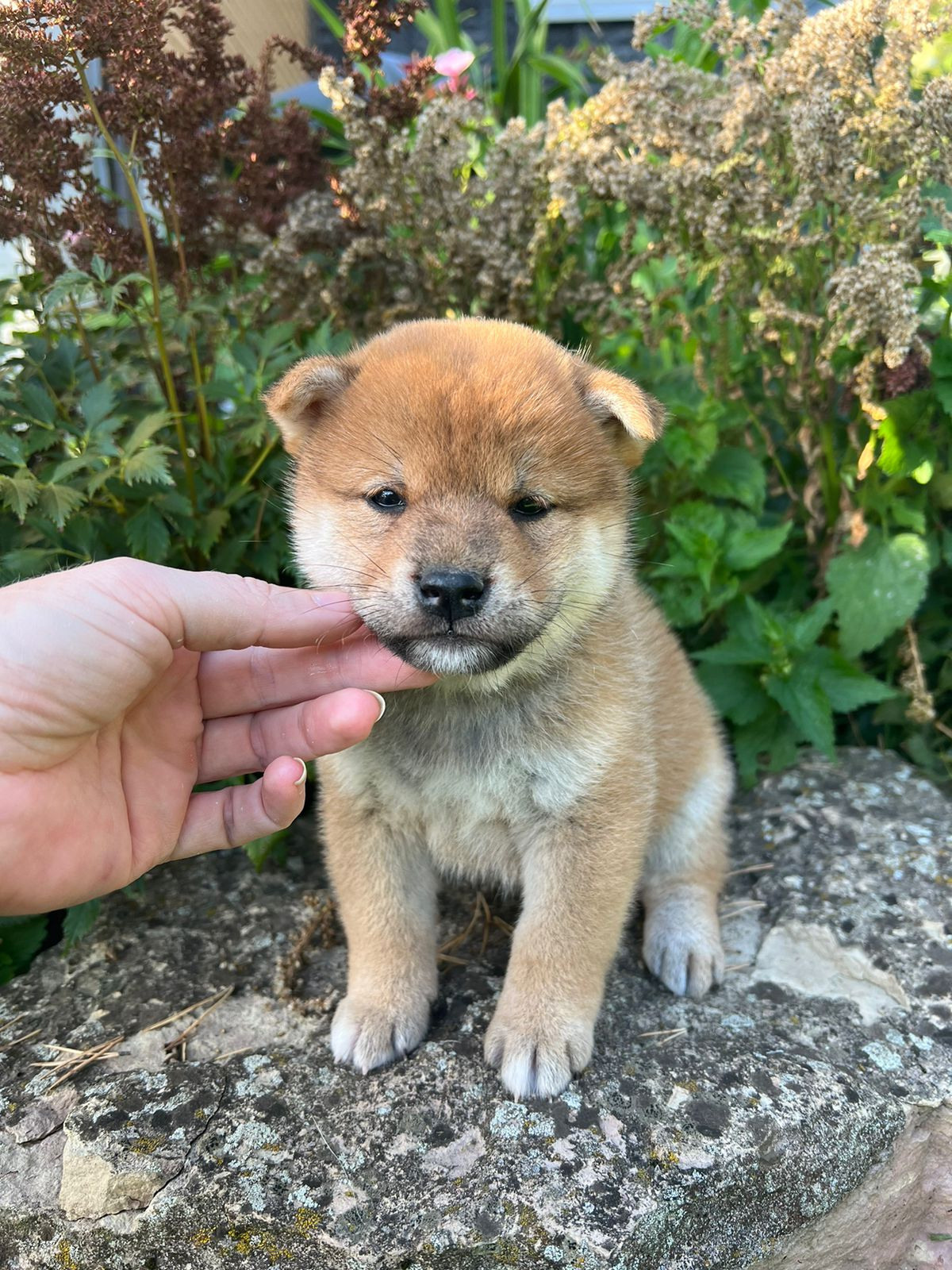 сиба питомник Рубилайт щенки на продажу rubylight  сиба щенки купить СПб Санкт-Петербург 