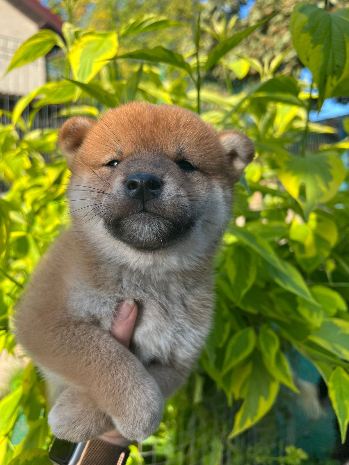 сиба питомник Рубилайт щенки на продажу rubylight  сиба щенки купить СПб Санкт-Петербург 