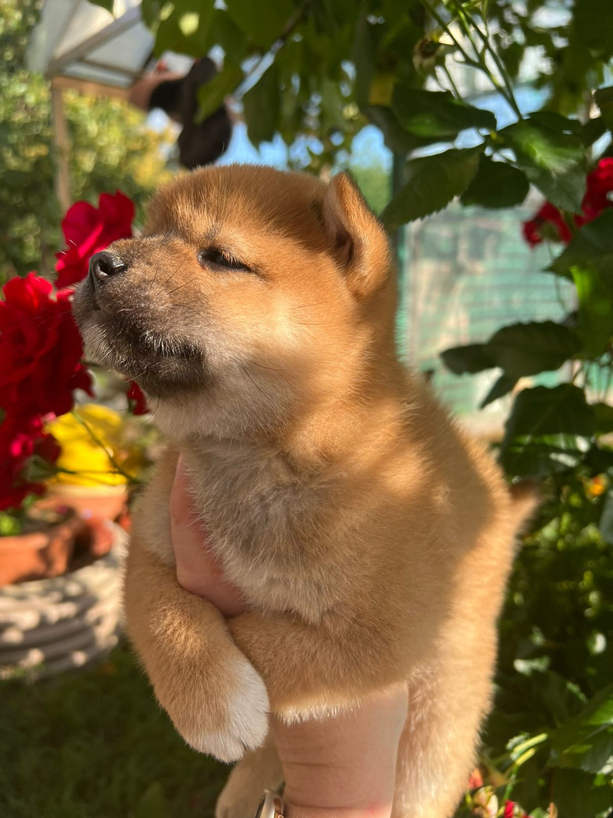 Сиба Rubylight Zack питомник Рубилайт 