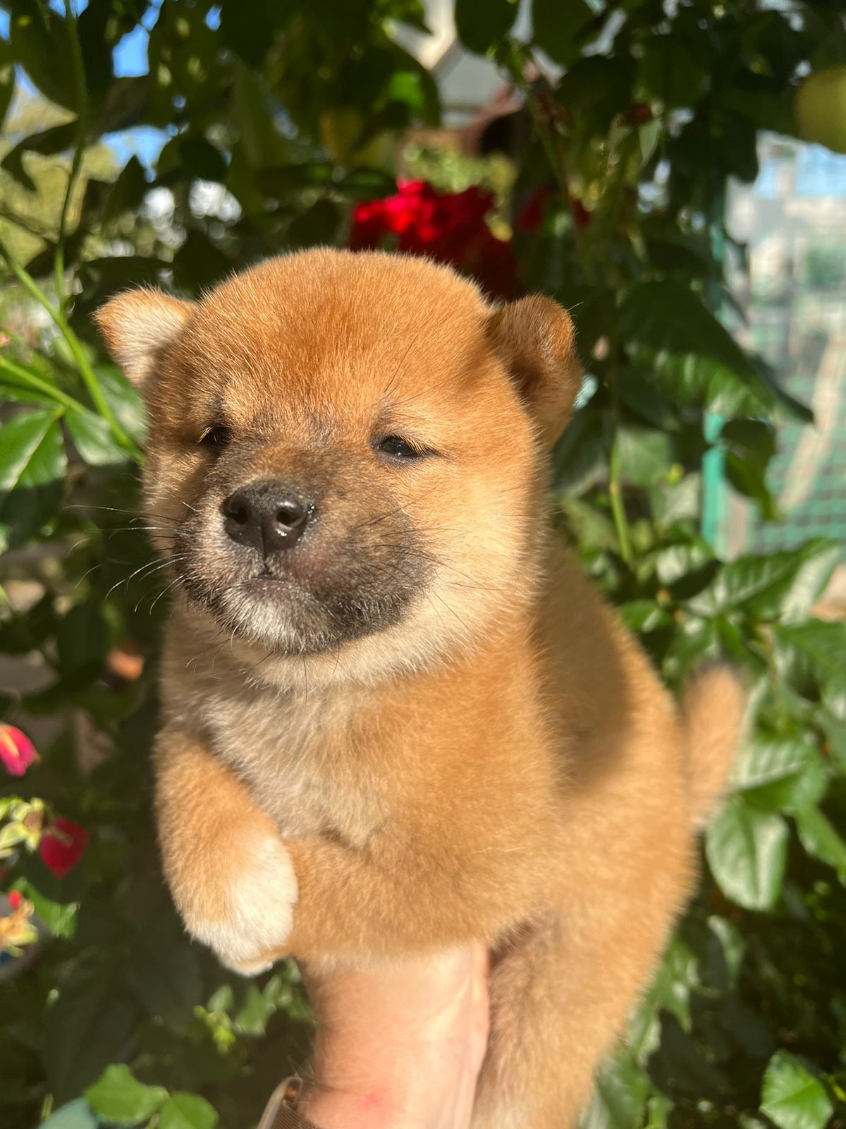 Сиба Rubylight Zack питомник Рубилайт 