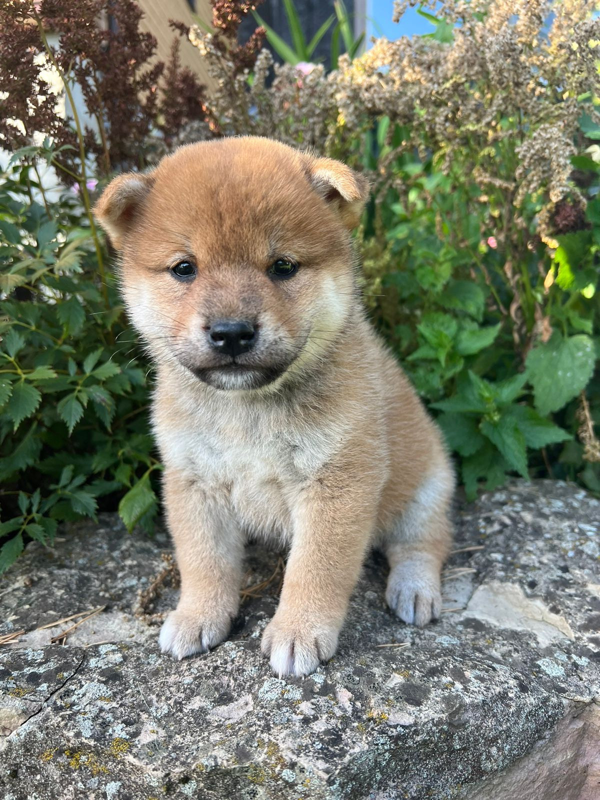 сиба питомник Рубилайт щенки на продажу rubylight  сиба щенки купить СПб Санкт-Петербург 