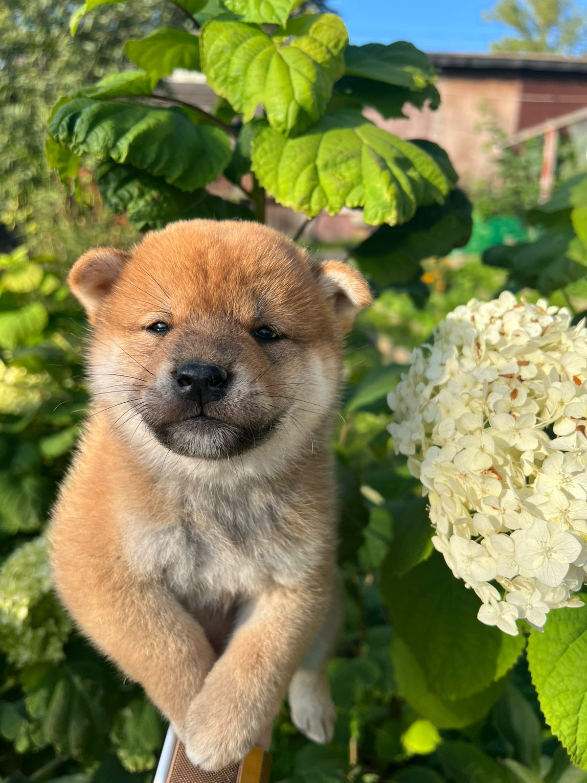 сиба питомник Рубилайт щенки на продажу rubylight  сиба щенки купить СПб Санкт-Петербург 