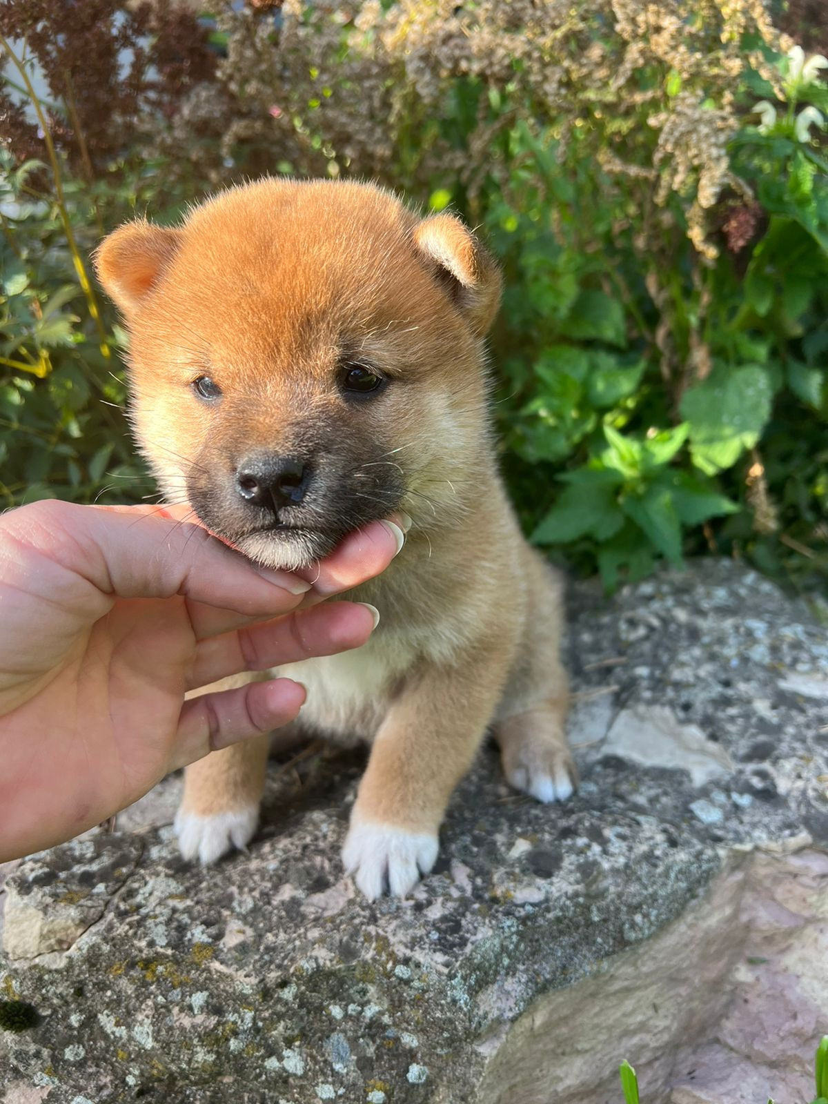 Сиба Rubylight Zack питомник Рубилайт 