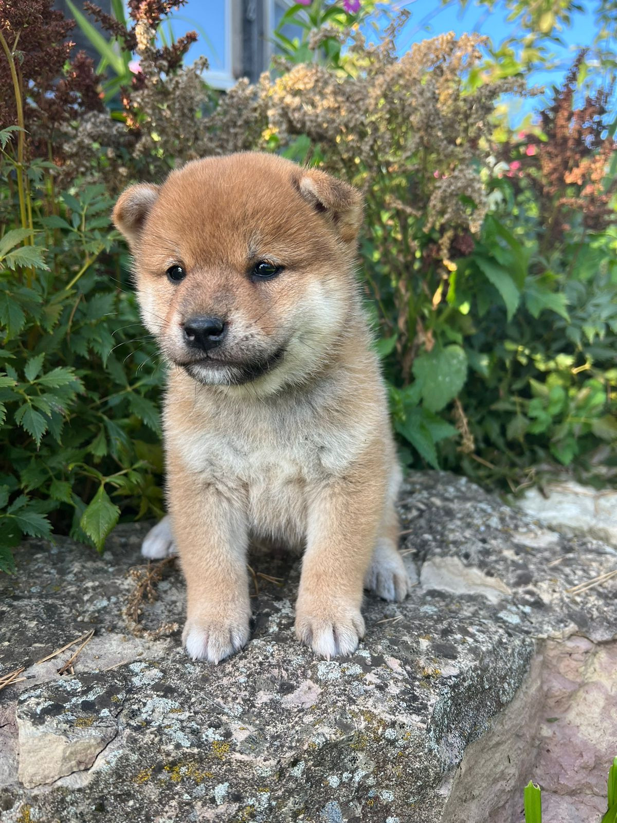 сиба питомник Рубилайт щенки на продажу rubylight  сиба щенки купить СПб Санкт-Петербург 