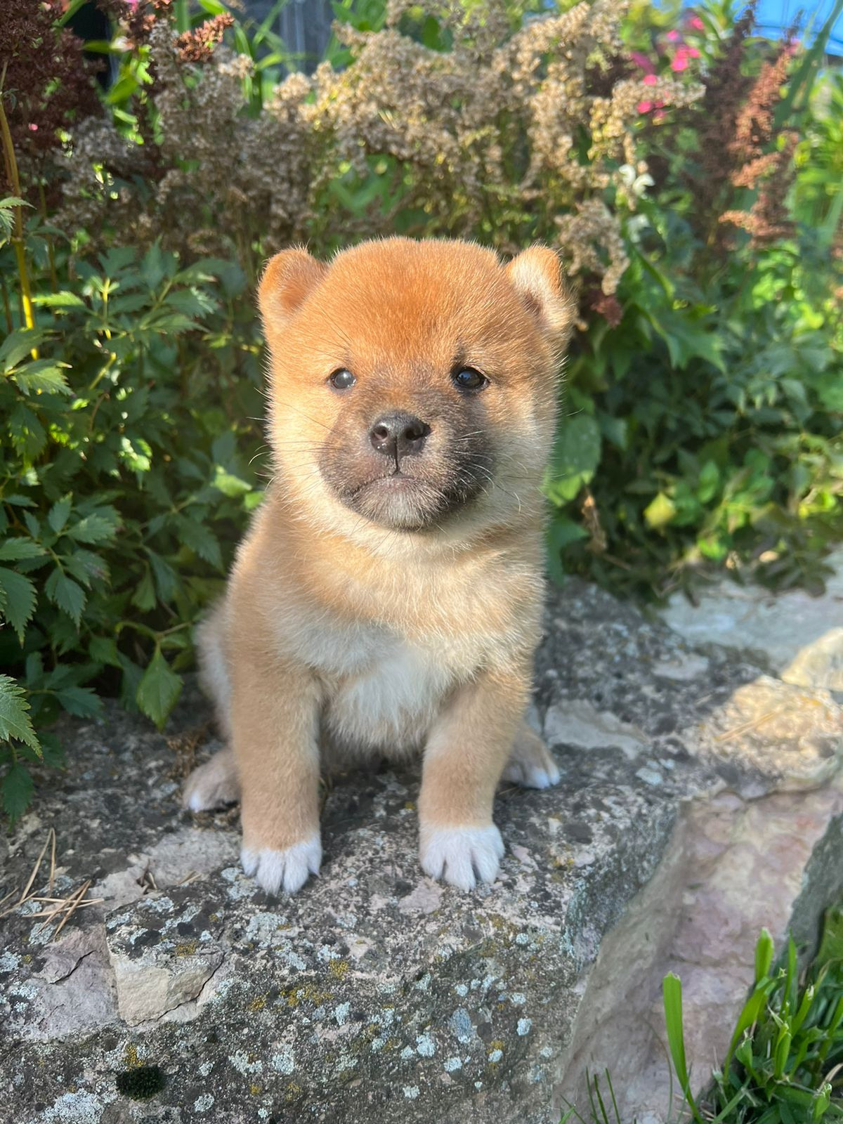 Сиба Rubylight Zack питомник Рубилайт 