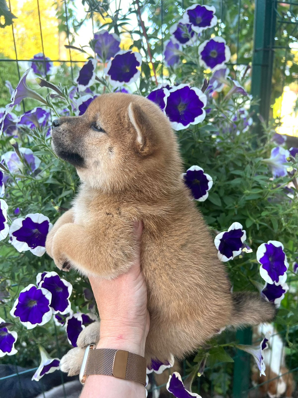 Сиба Rubylight Zoe питомник Рубилайт 