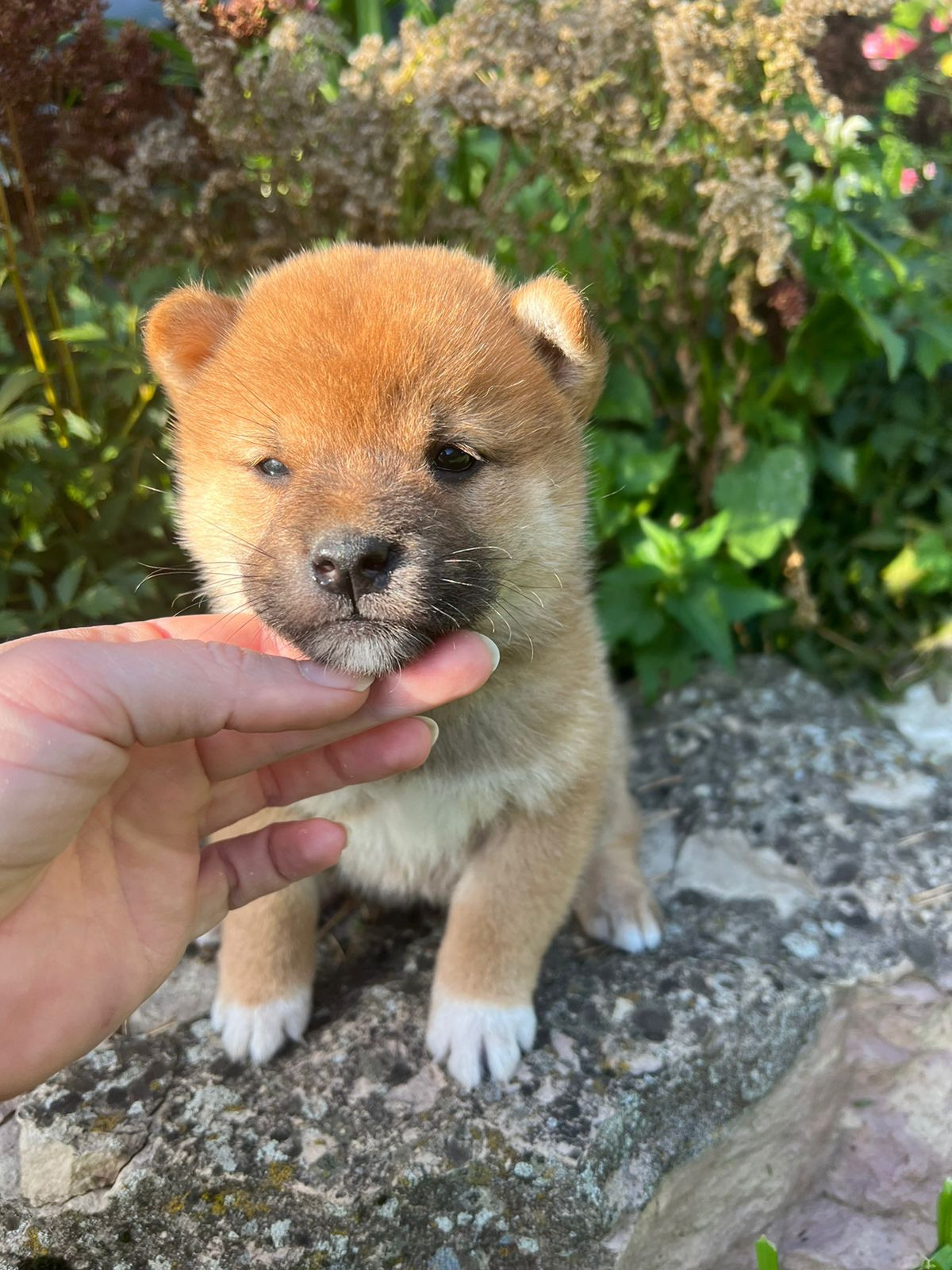 Сиба Rubylight Zack питомник Рубилайт 