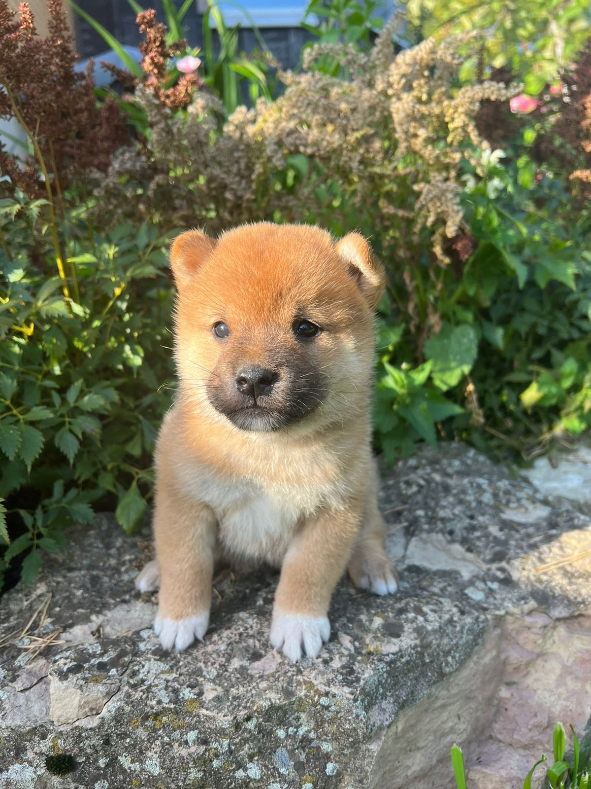 Сиба Rubylight Zack питомник Рубилайт 