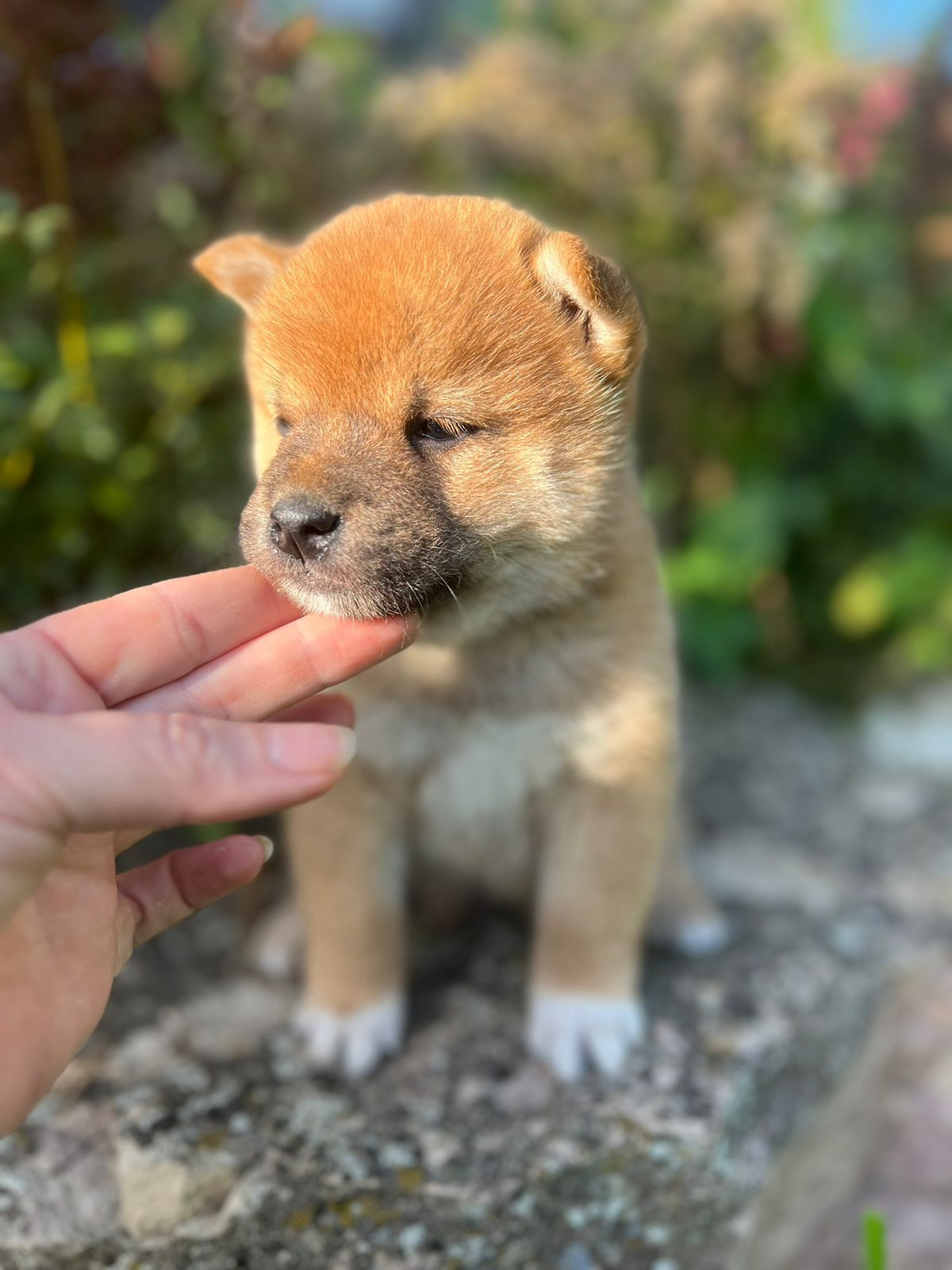 Сиба Rubylight Zack питомник Рубилайт 