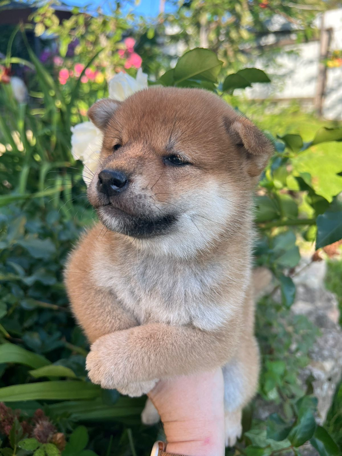 сиба питомник Рубилайт щенки на продажу rubylight  сиба щенки купить СПб Санкт-Петербург 