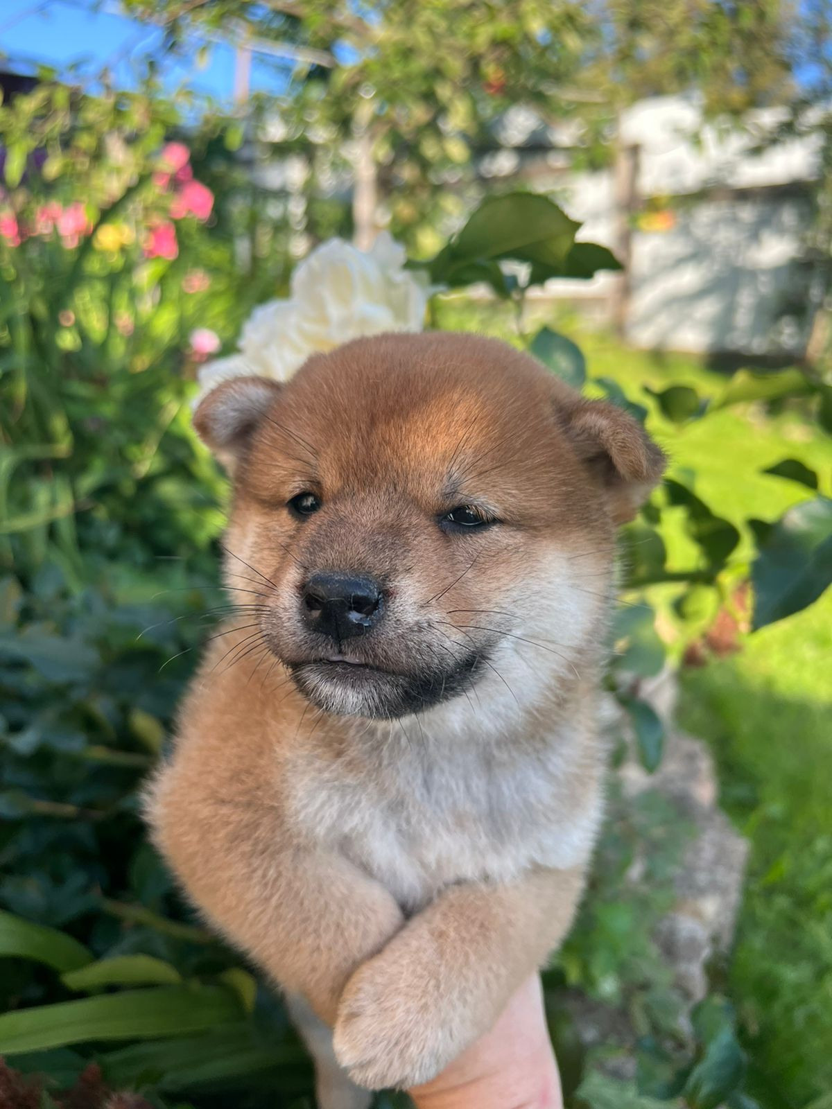 сиба питомник Рубилайт щенки на продажу rubylight  сиба щенки купить СПб Санкт-Петербург 