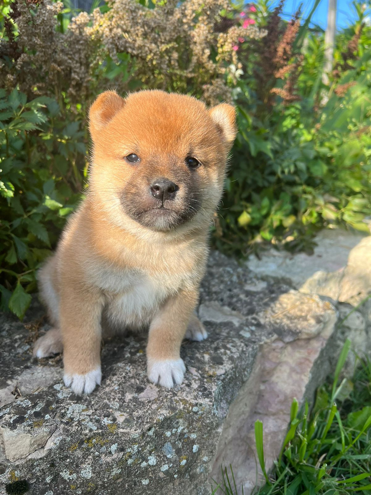 Сиба Rubylight Zack питомник Рубилайт 